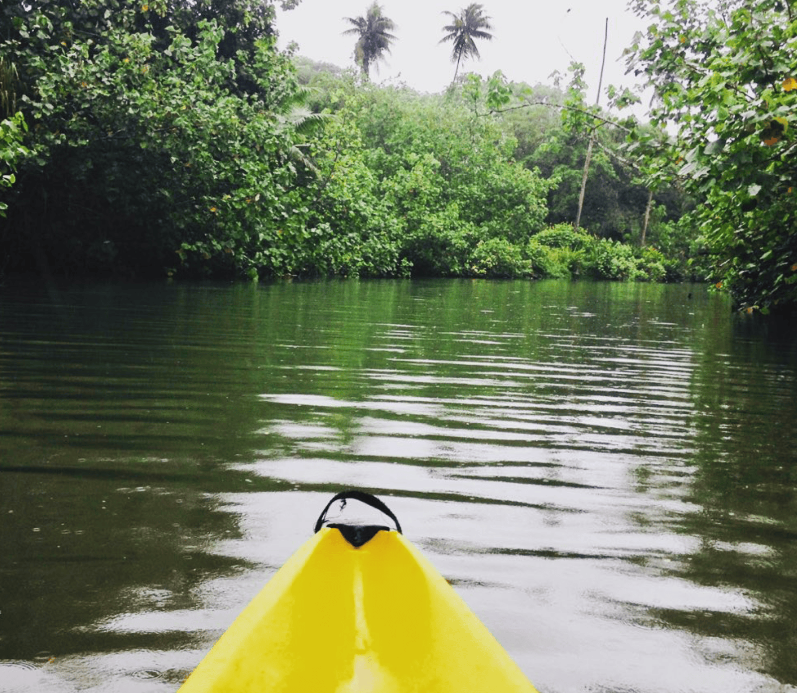 What To Do In Raiatea Island: 14 Activities! 5 Faaroa river