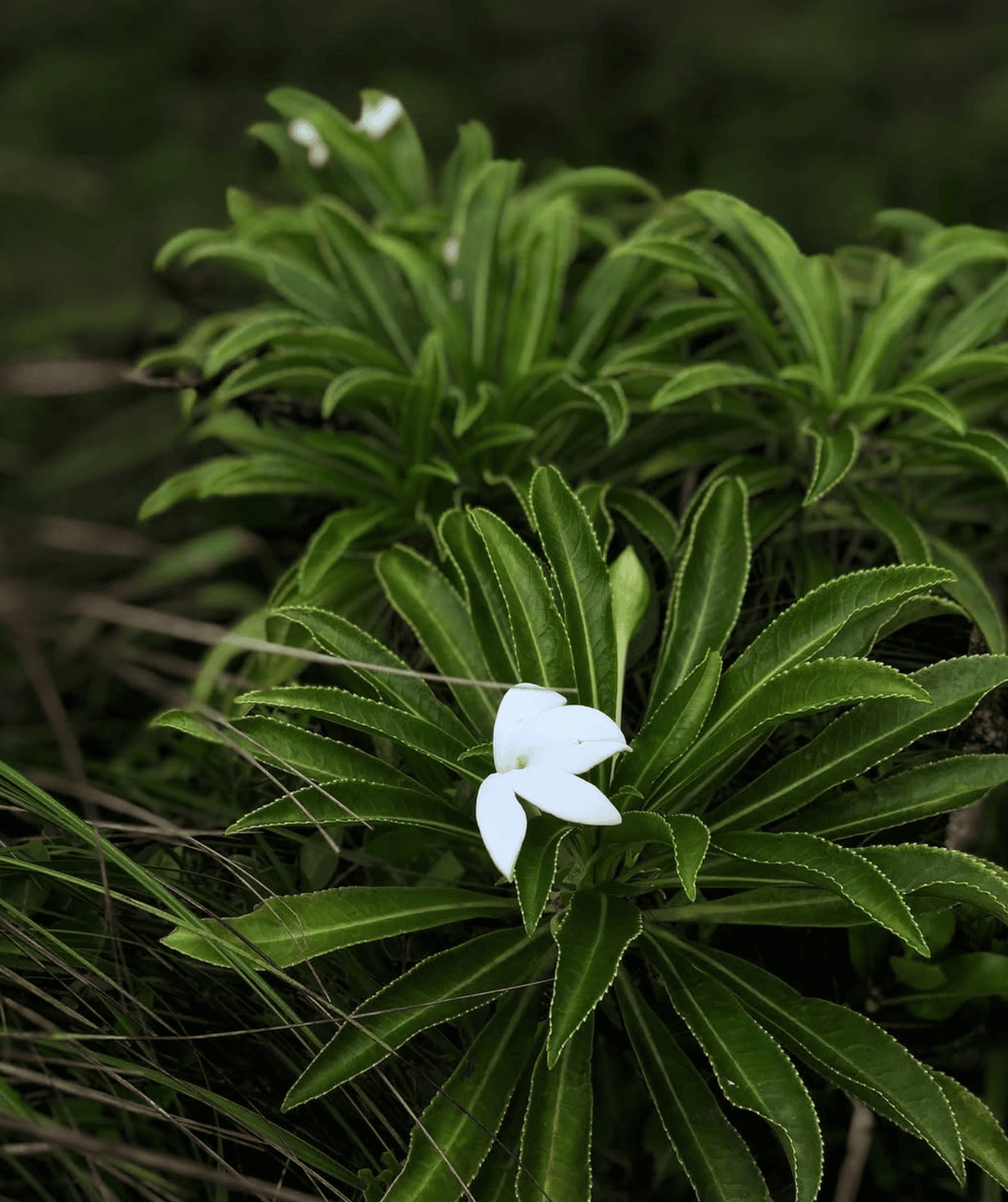 What To Do In Raiatea Island: 14 Activities! 7 Tiare Apetahi