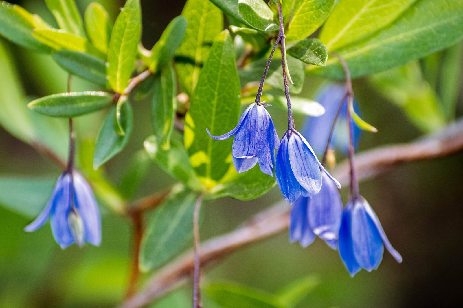 How To Spend One Day on Catawba Island? 9 Virginia bluebells (Billardiera heterophylla) flowers