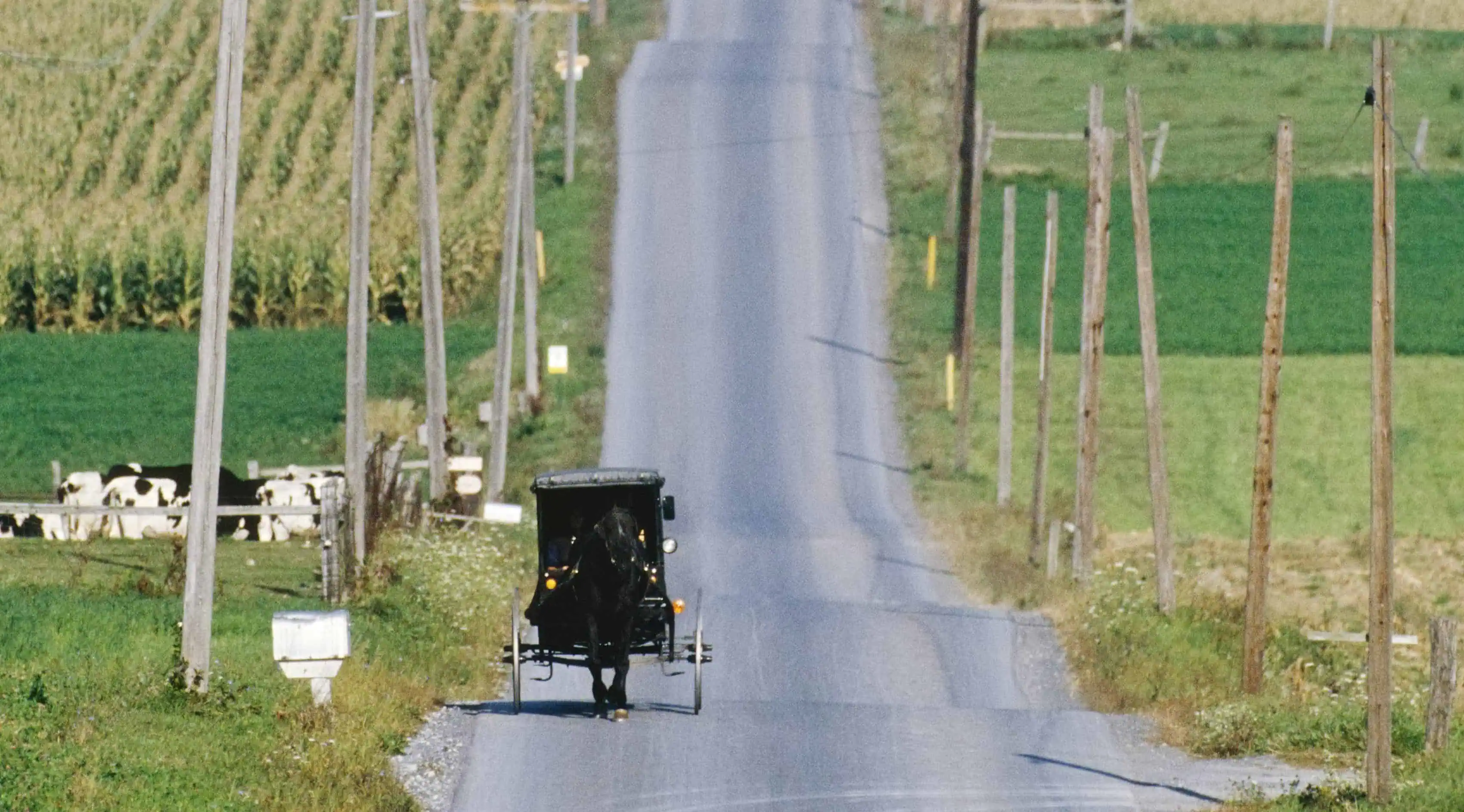 Amish Horse and Buggy on Country Road
