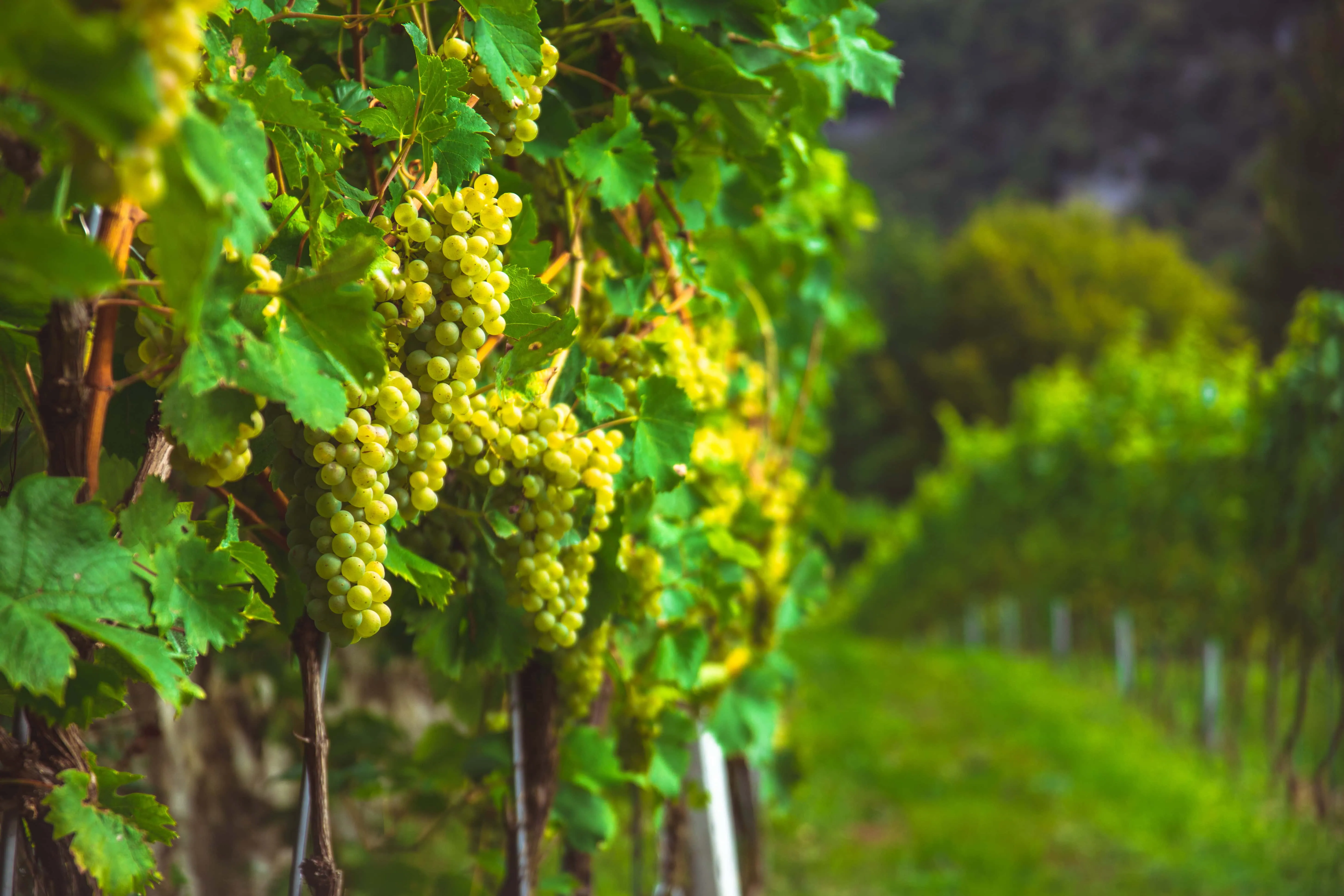 Wine vinyard with grapes
