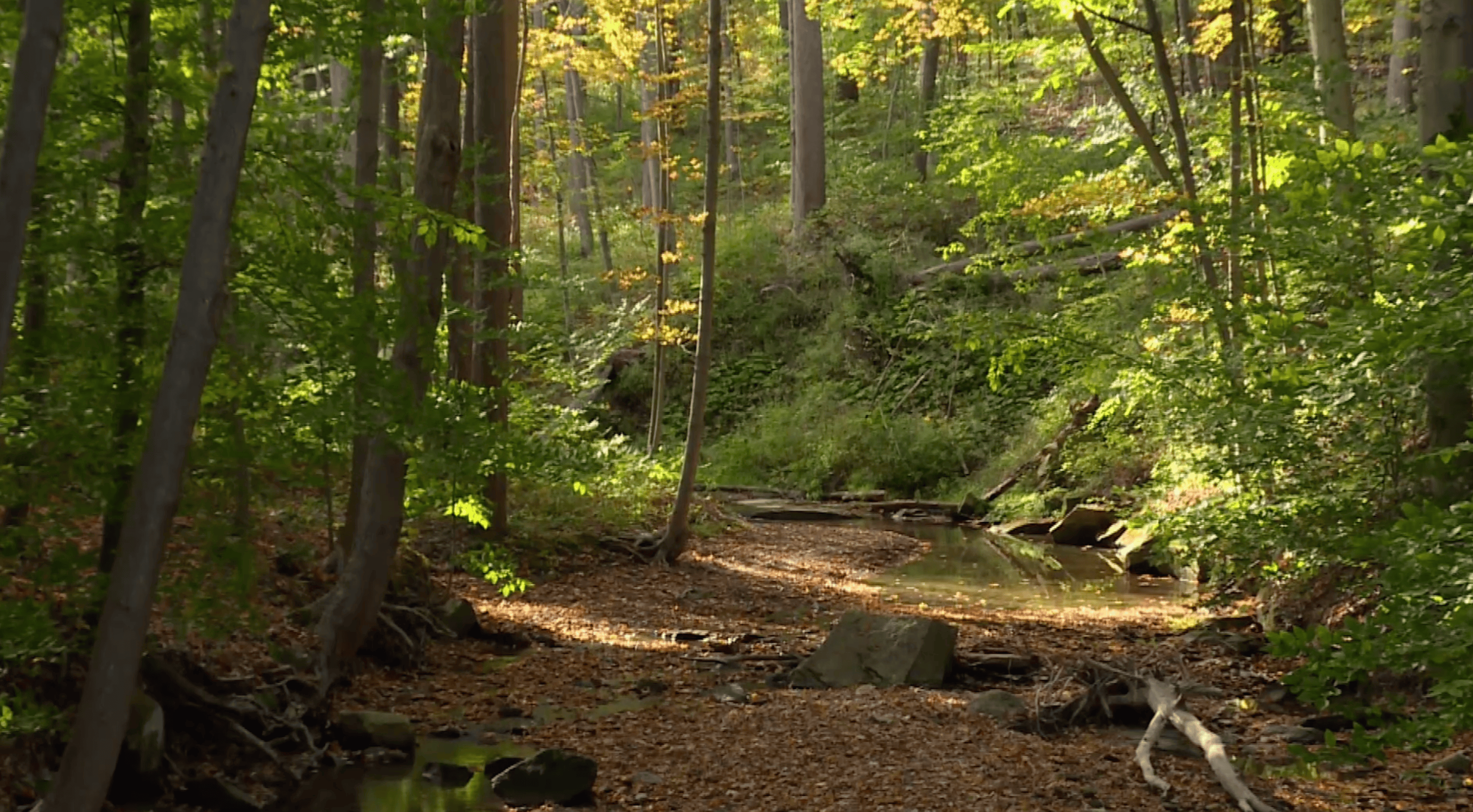 Forests and tree in Cuyahoga Valley hikes