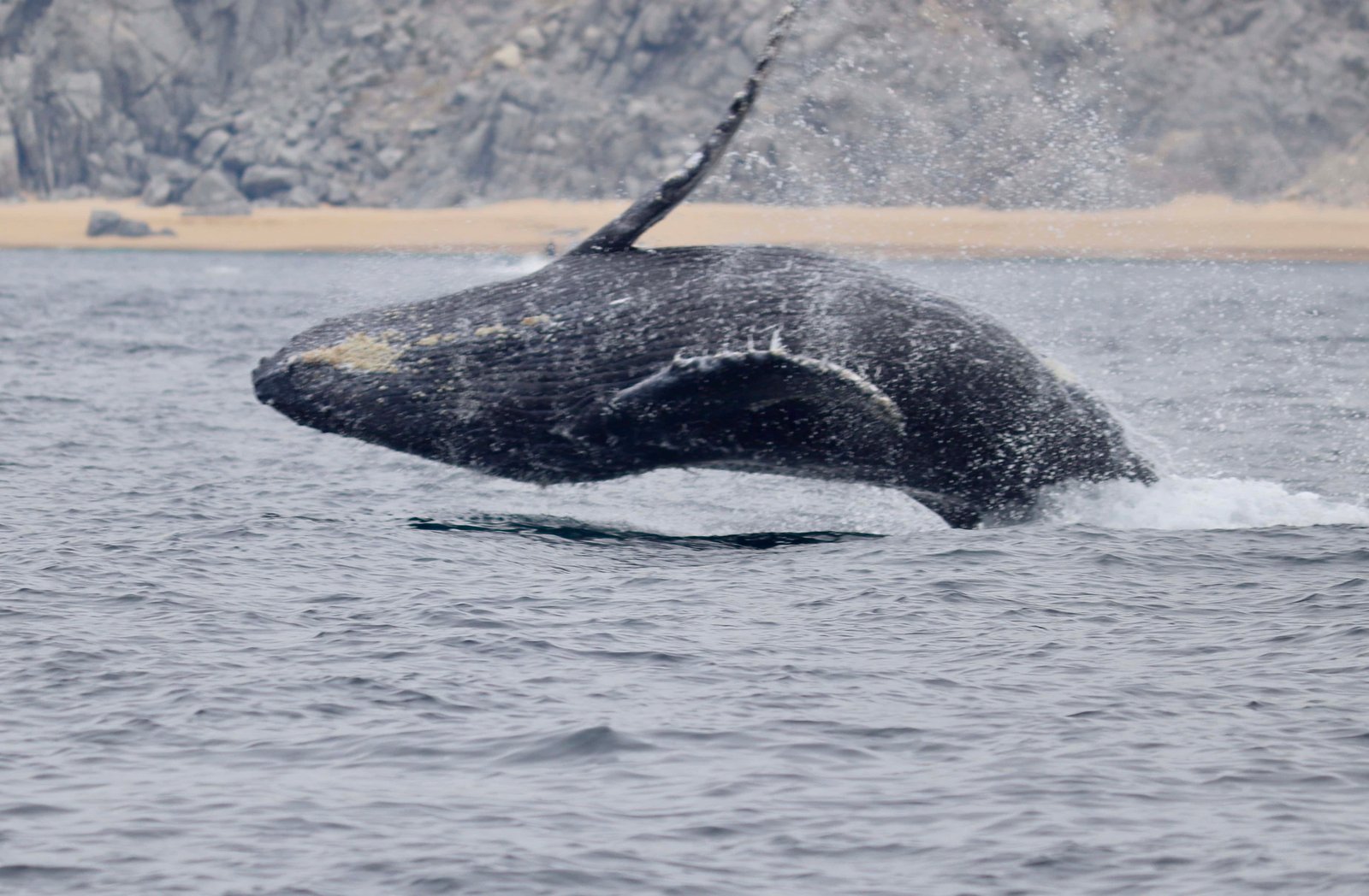 21 Best Places To Visit In Mexico for Couples in 2026! 33 Whale watching in Cabo San Lucas