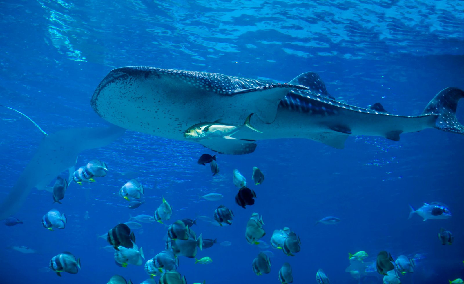 21 Best Places To Visit In Mexico for Couples in 2026! 18 Shale sharks in Isla Holbox