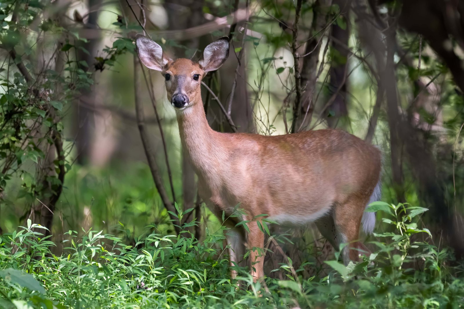 What Are The Top 16 Cuyahoga Valley Hikes? 3 White-tailed deer in Cuyahoga Valley National Park