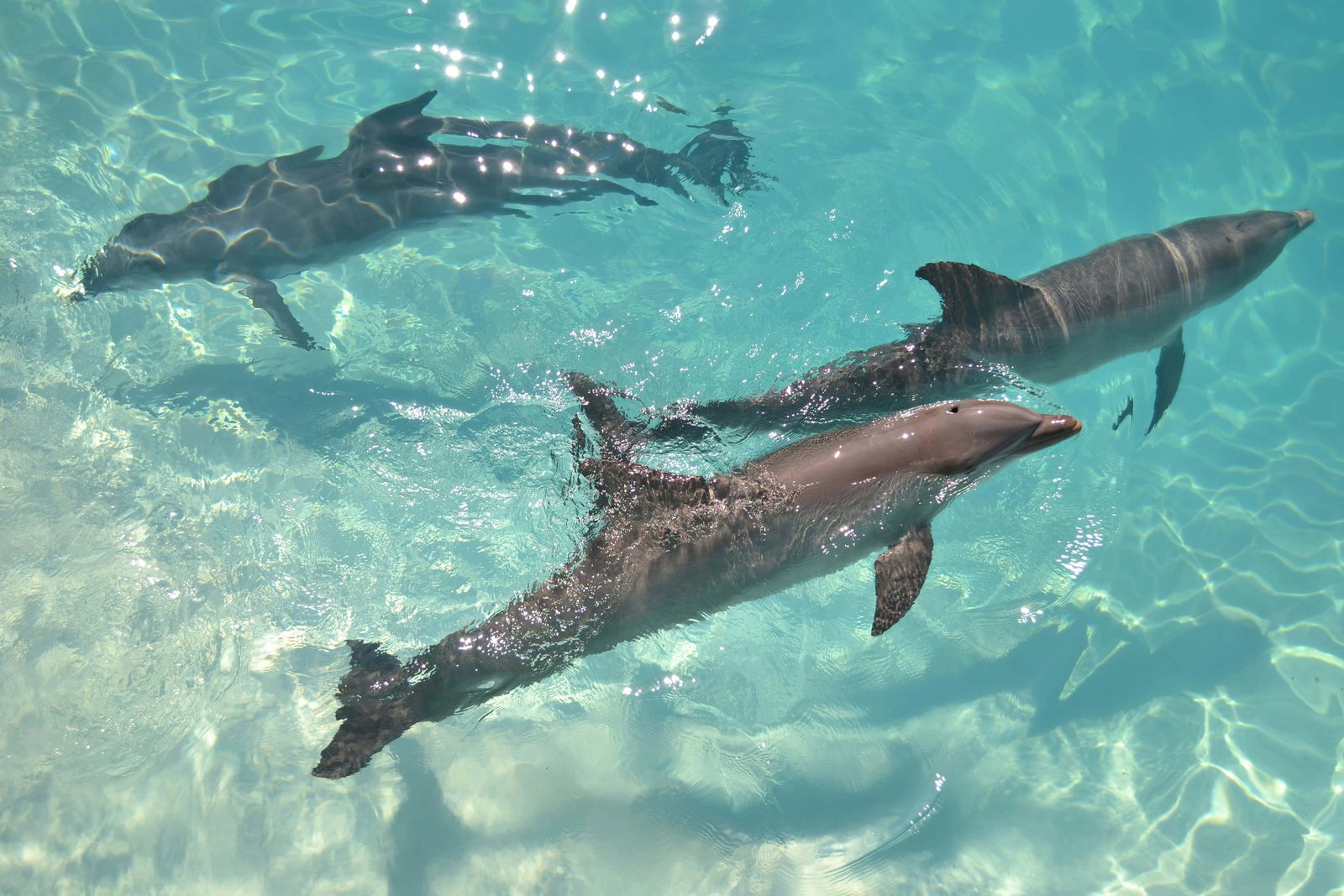 21 Best Places To Visit In Mexico for Couples in 2026! 22 Dolphins in Cancun
