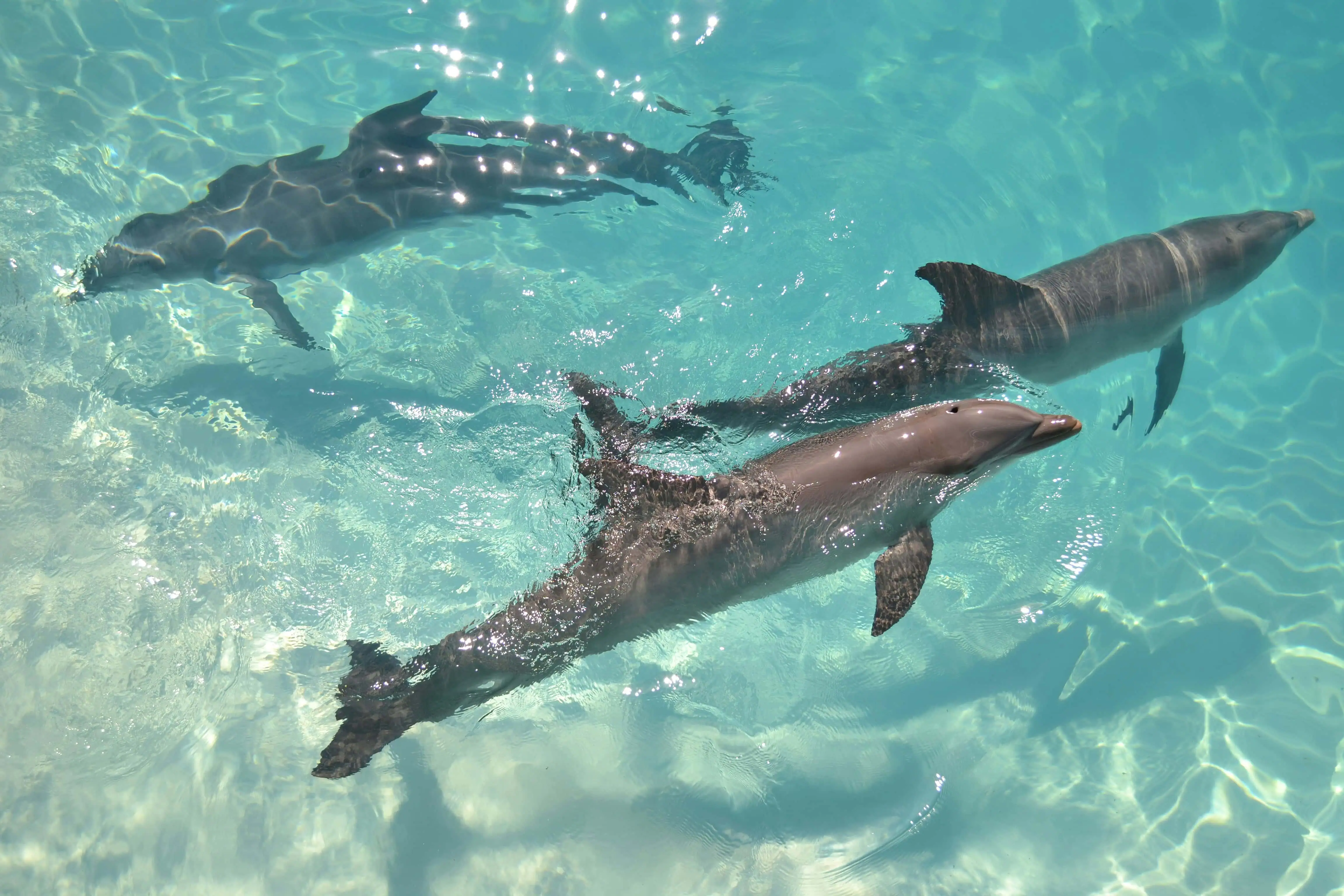 Dolphins in Cancun