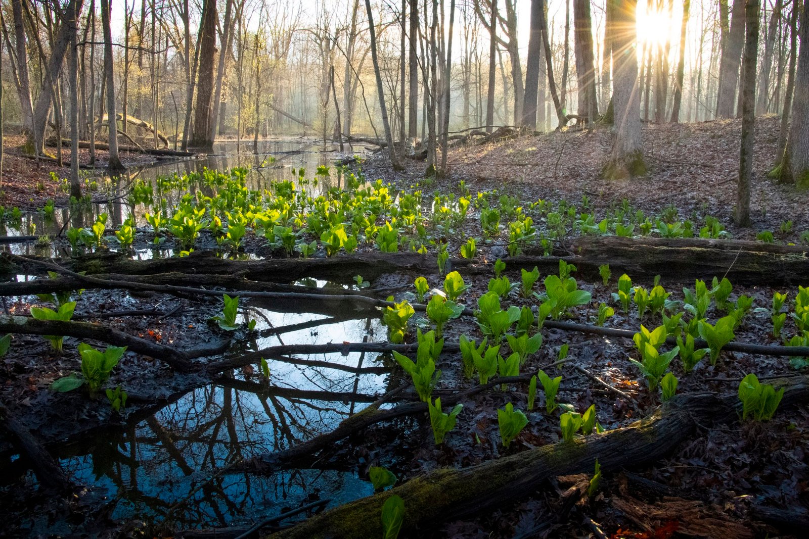 Top 6 Road Trips In Ohio For 2026 (3 - 7 Days)! 17 Oak Openings Preserve Metropark 1