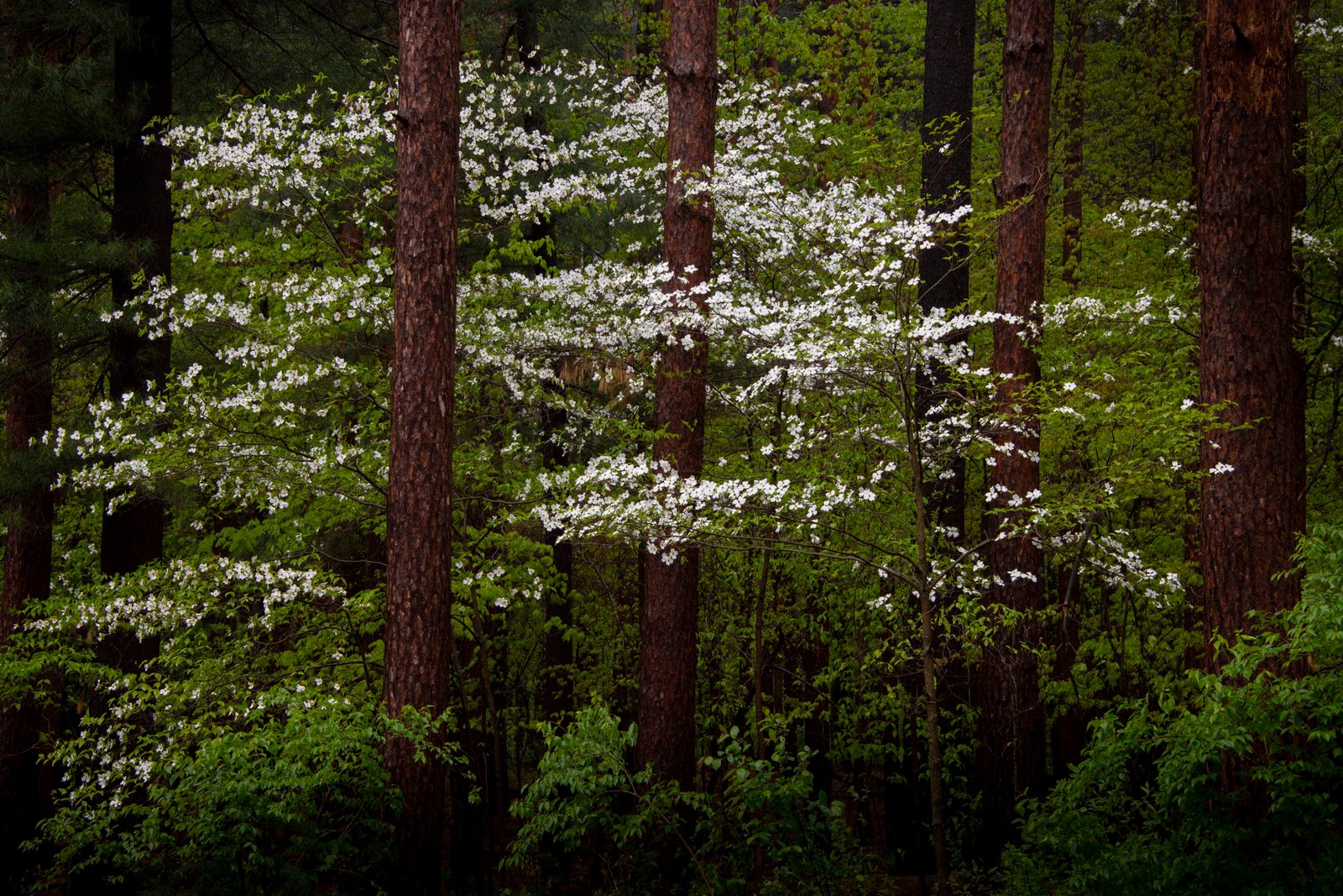 Top 6 Road Trips In Ohio For 2026 (3 - 7 Days)! 18 Oak Openings Preserve Metropark