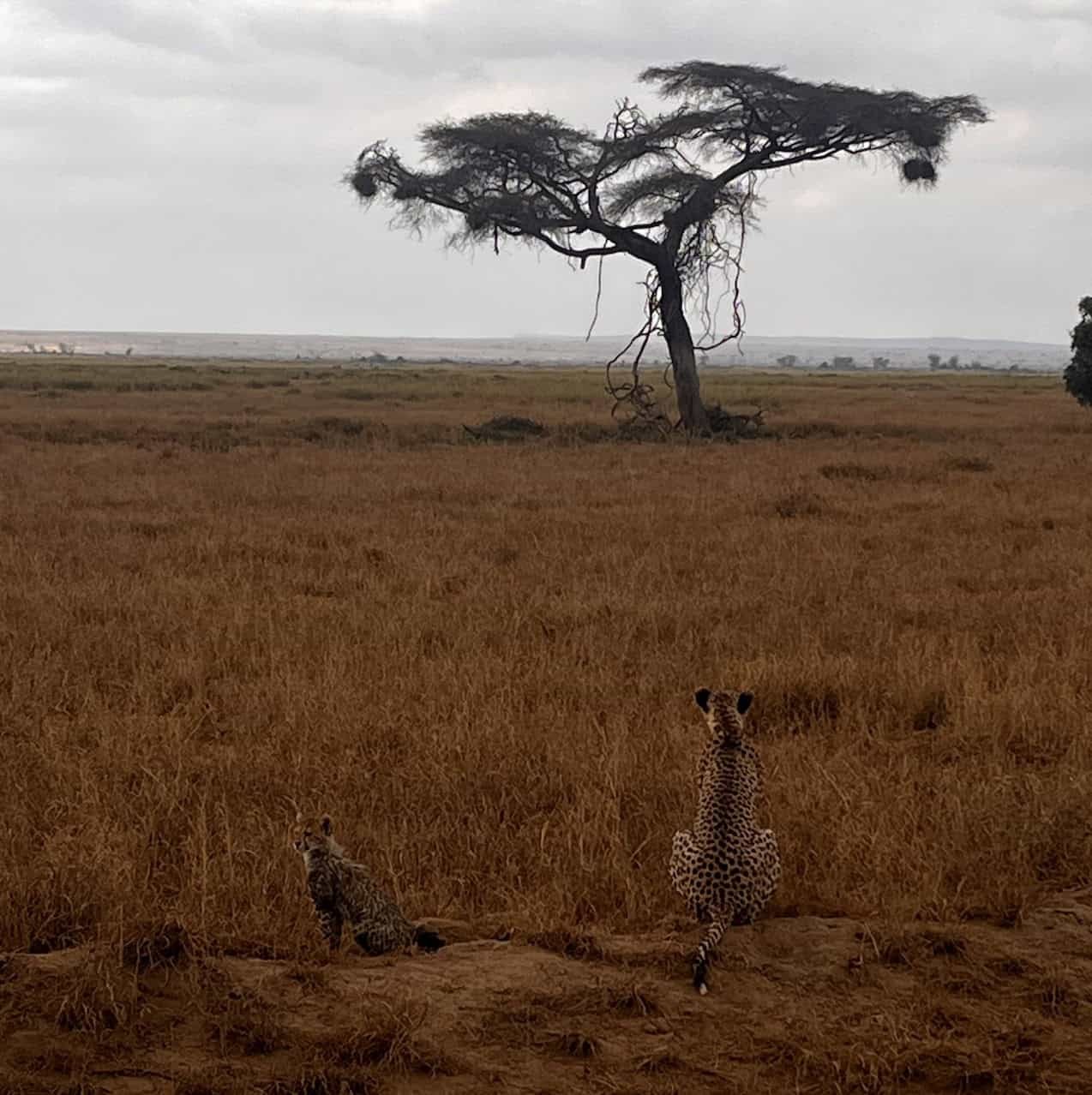 Kenya 10 Day Itinerary: Two Unique Routes for a Kenya Safari 20 A cheetah with her cubs