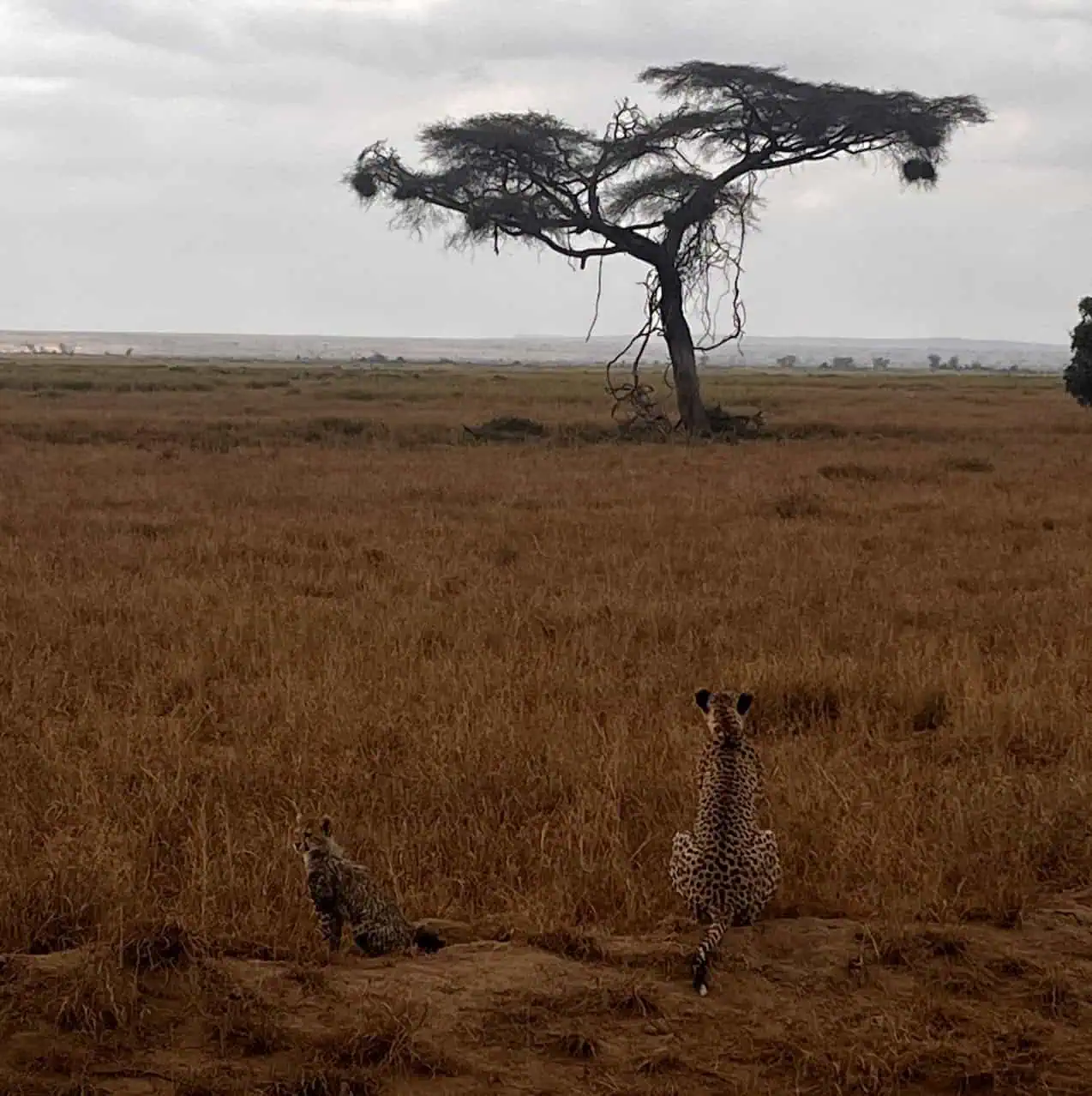 A cheetah with her cubs