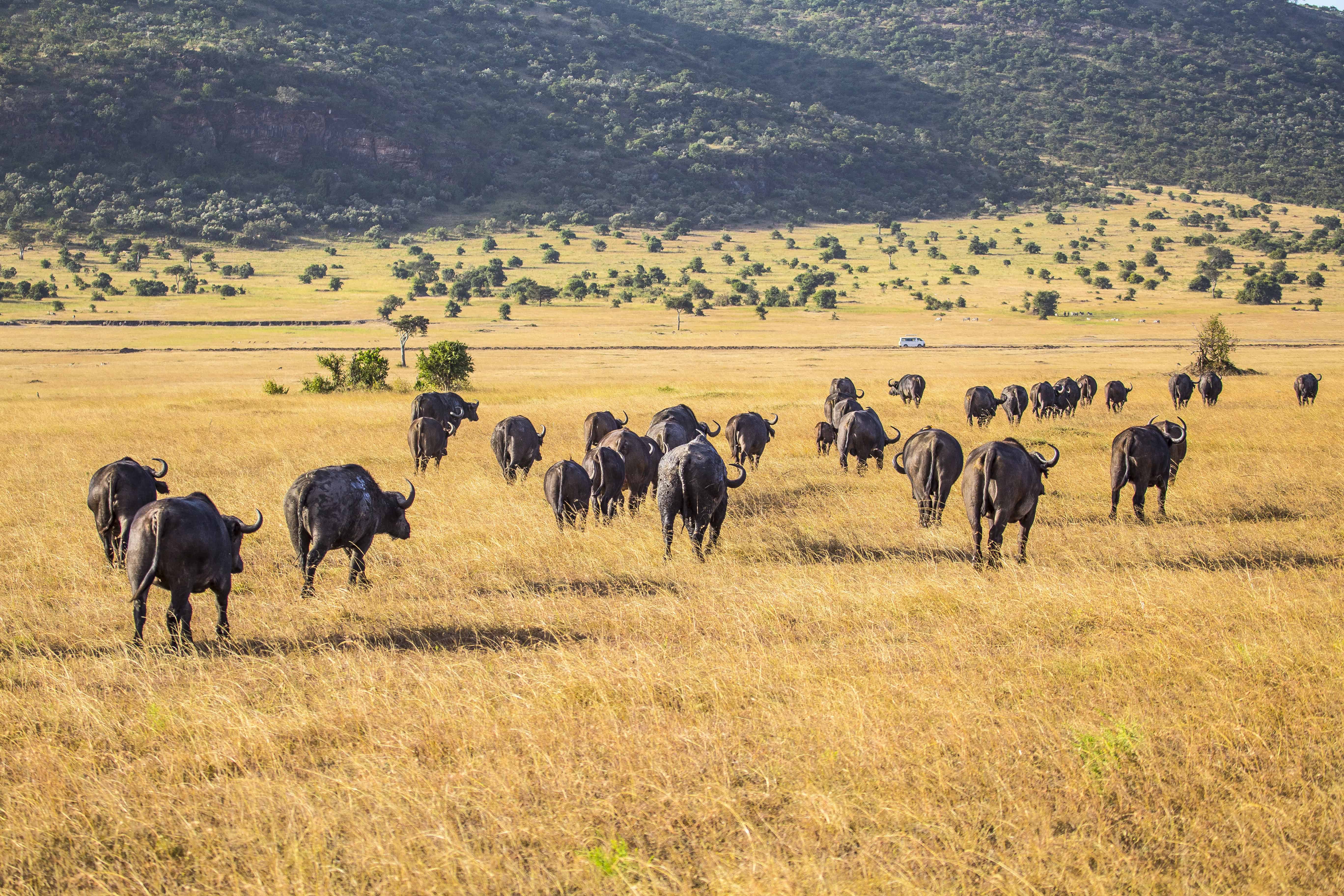 A group of African buffalos in the Masai Mara. Kenya