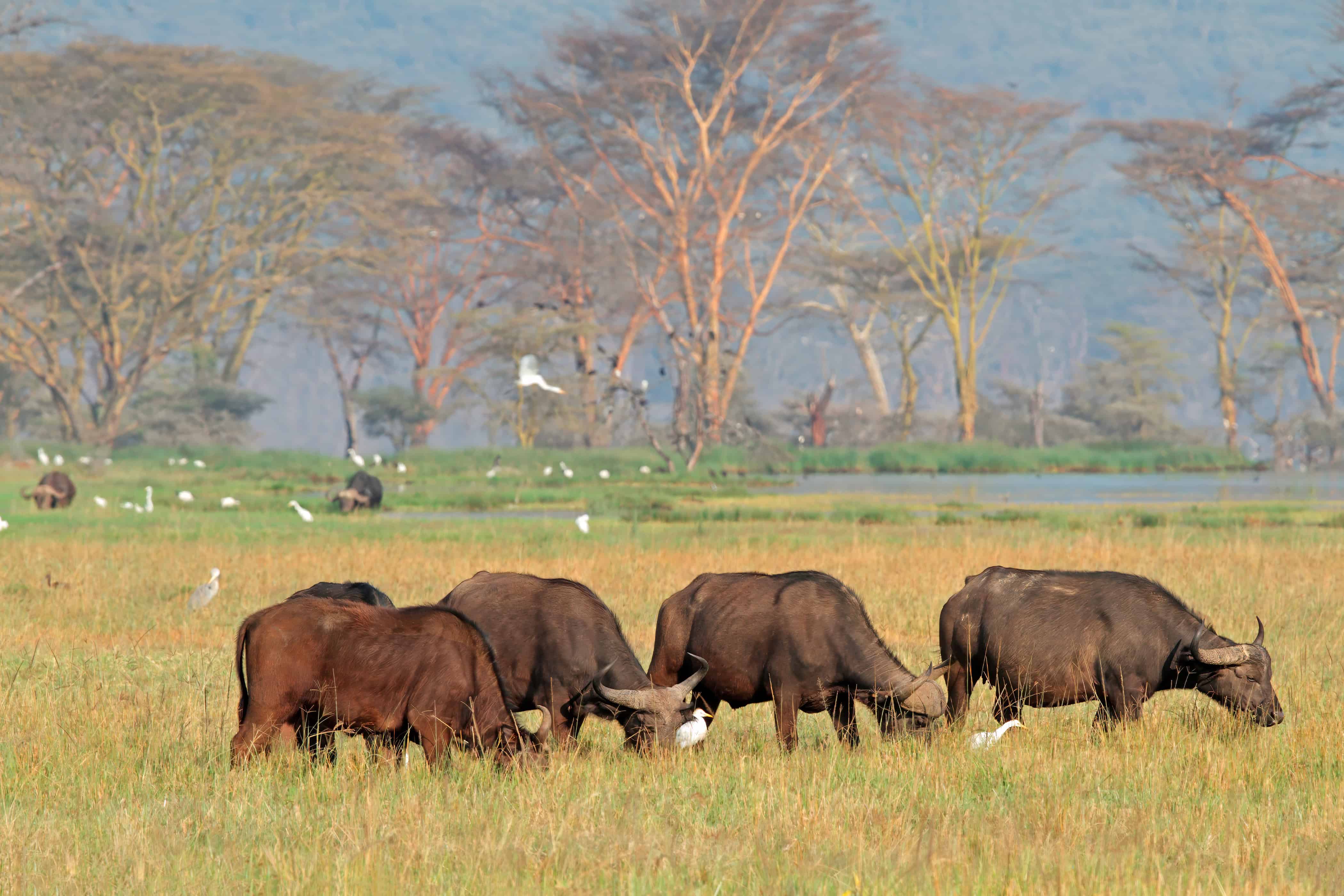 Grazing African buffaloes (Syncerus caffer) with egrets, Lake Nakuru National Park, Kenya