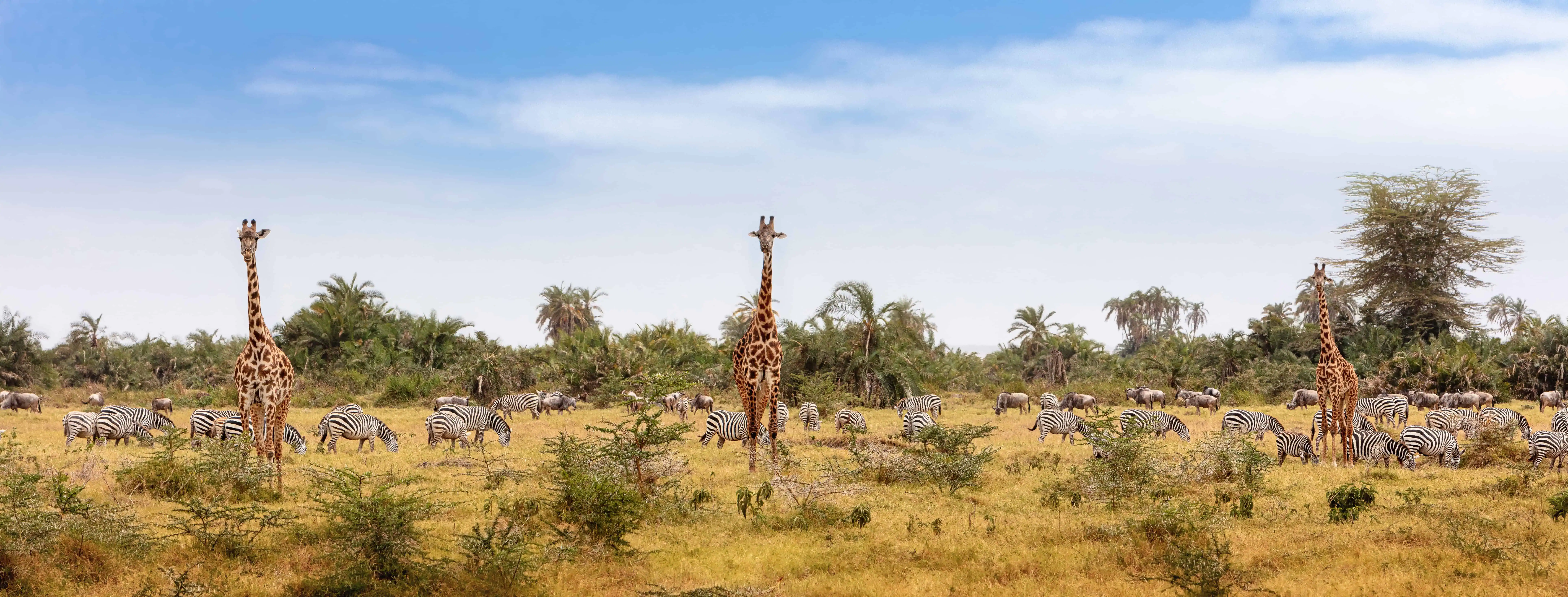 Common African safari animals including giraffe, zebra and wildebeest in Amboseli, Kenya