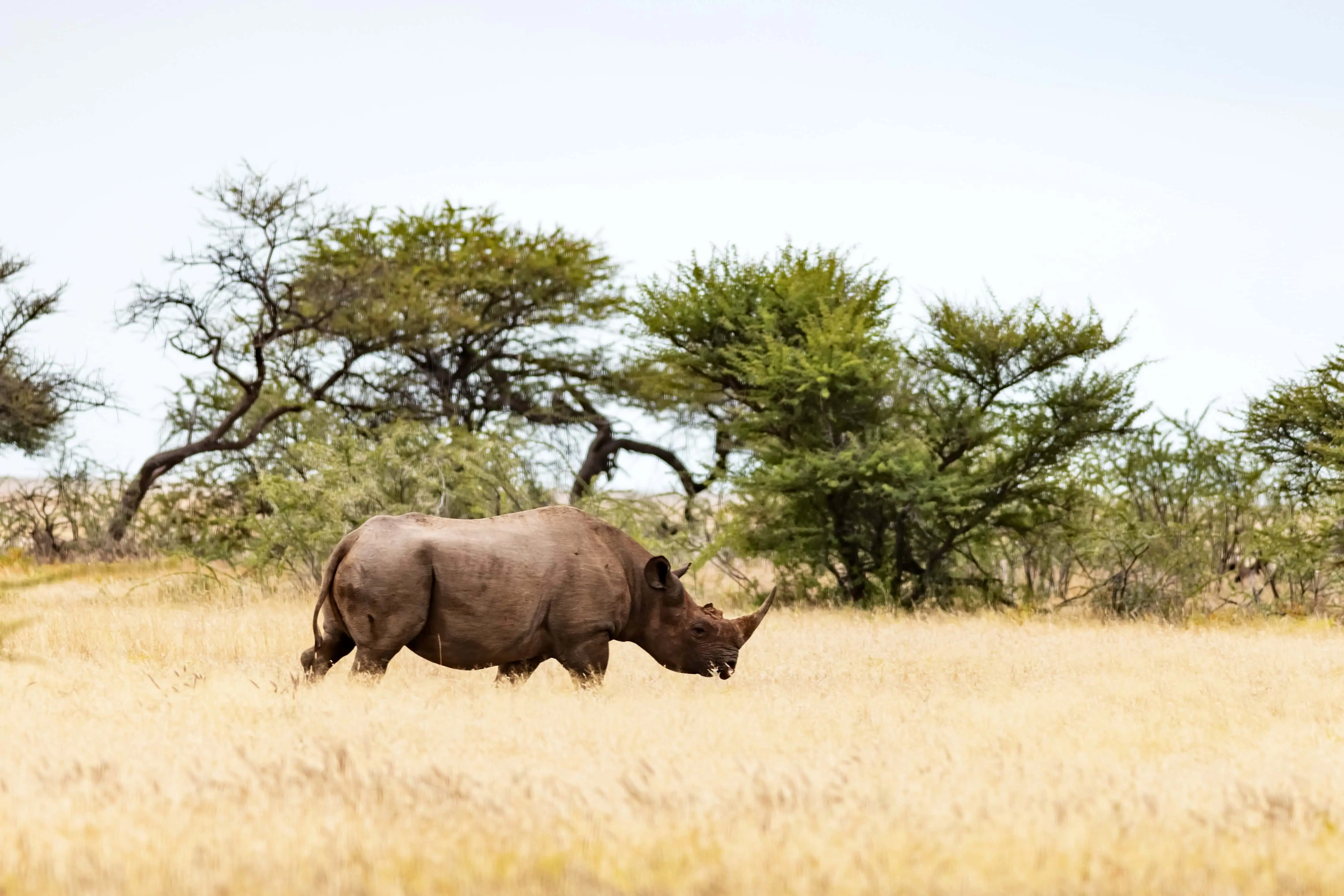 African white rhino