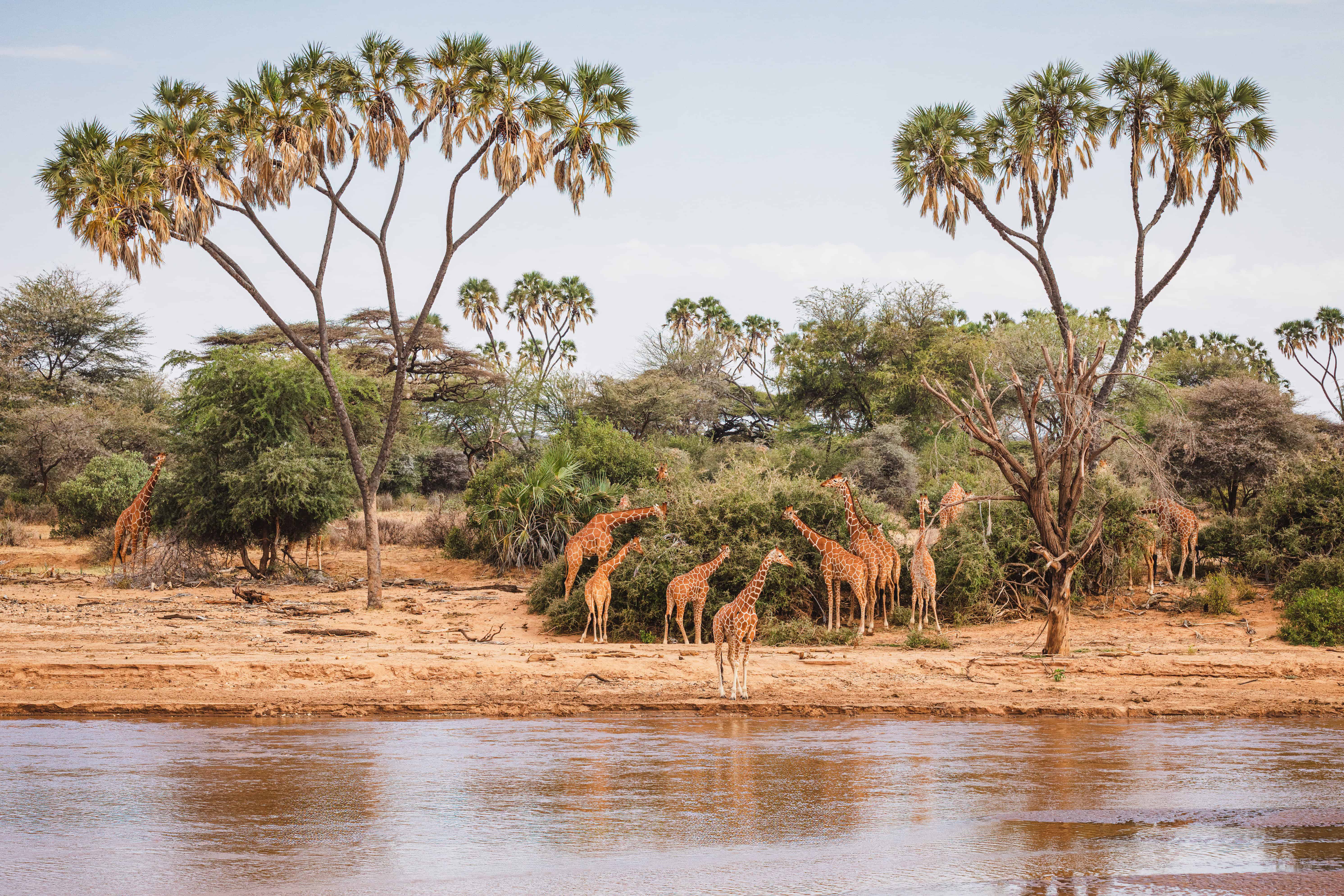 Animals in the wild - Reticulated giraffes - Samburu National Reserve, North Kenya
