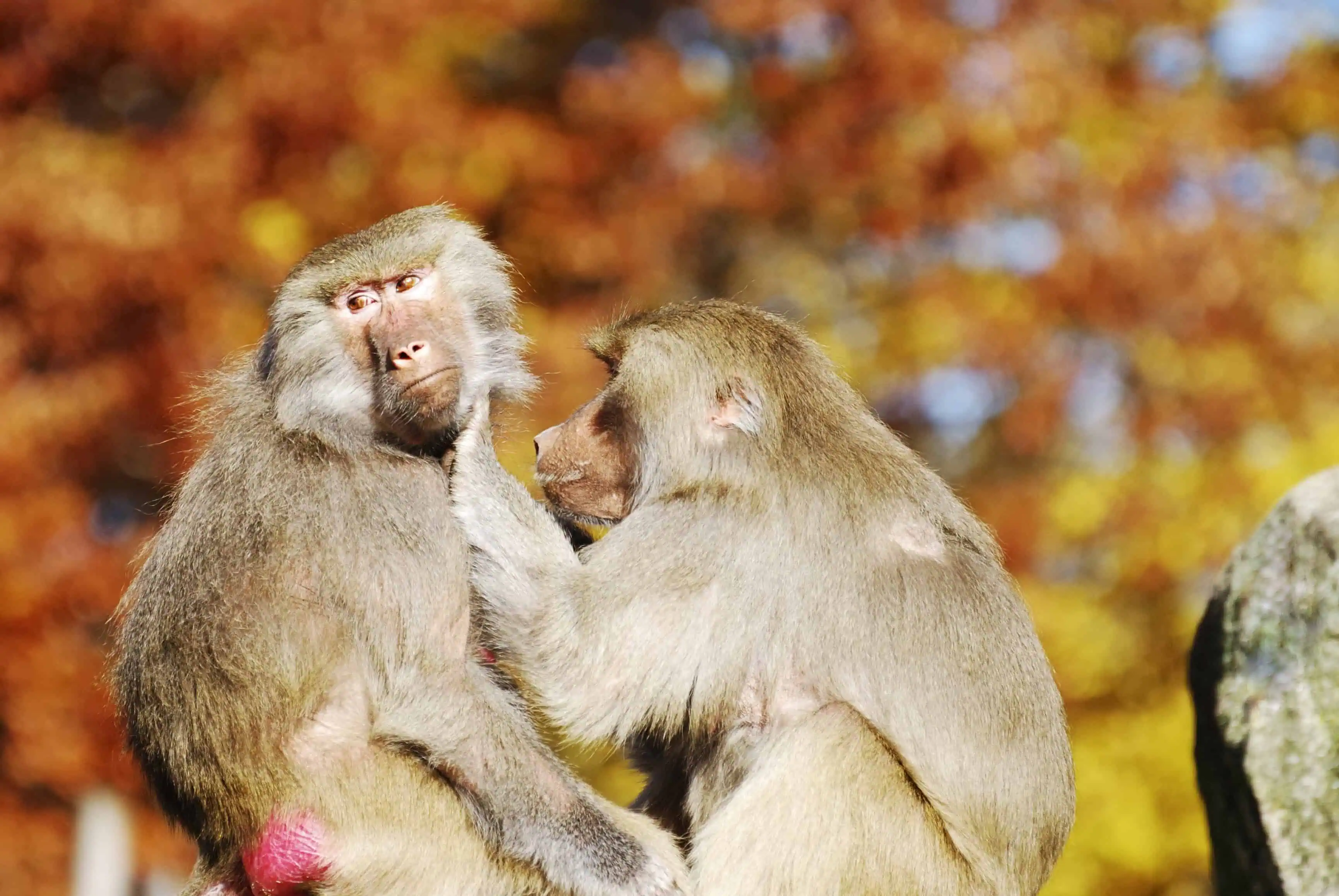 Two baboons engaged in mutual grooming