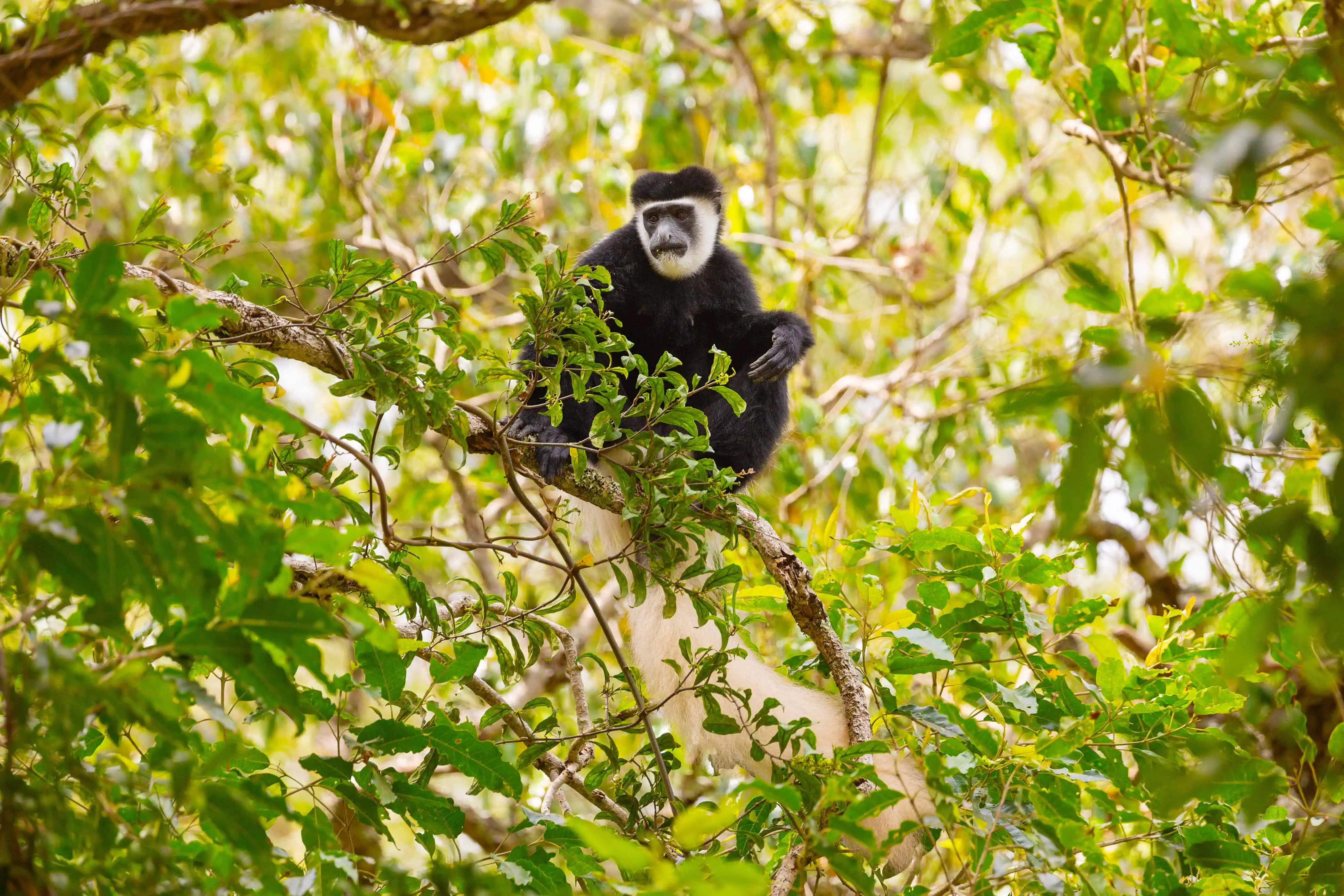 Black and white colobus monkey sitting on a tree branch surrounded by lush green foliage