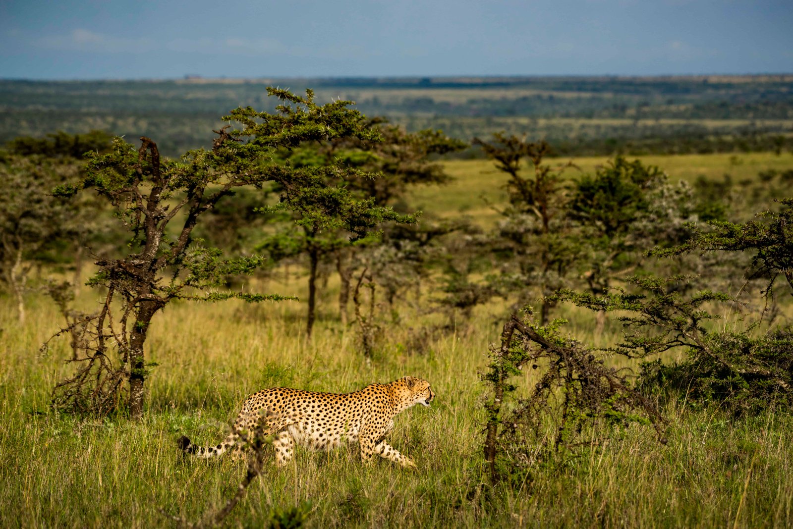 5 Day Kenya Safaris (7 Unique Itineraries for 2026)! 88 Cheetah, seen on African wildlife safari holiday in Kenya, Africa