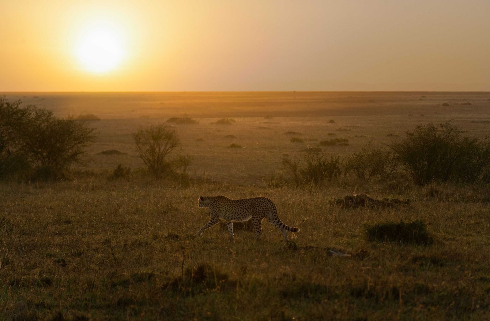 Kenya 10 Day Itinerary: Two Unique Routes for a Kenya Safari 24 A cheetah walking in the grassy plain at sunset.