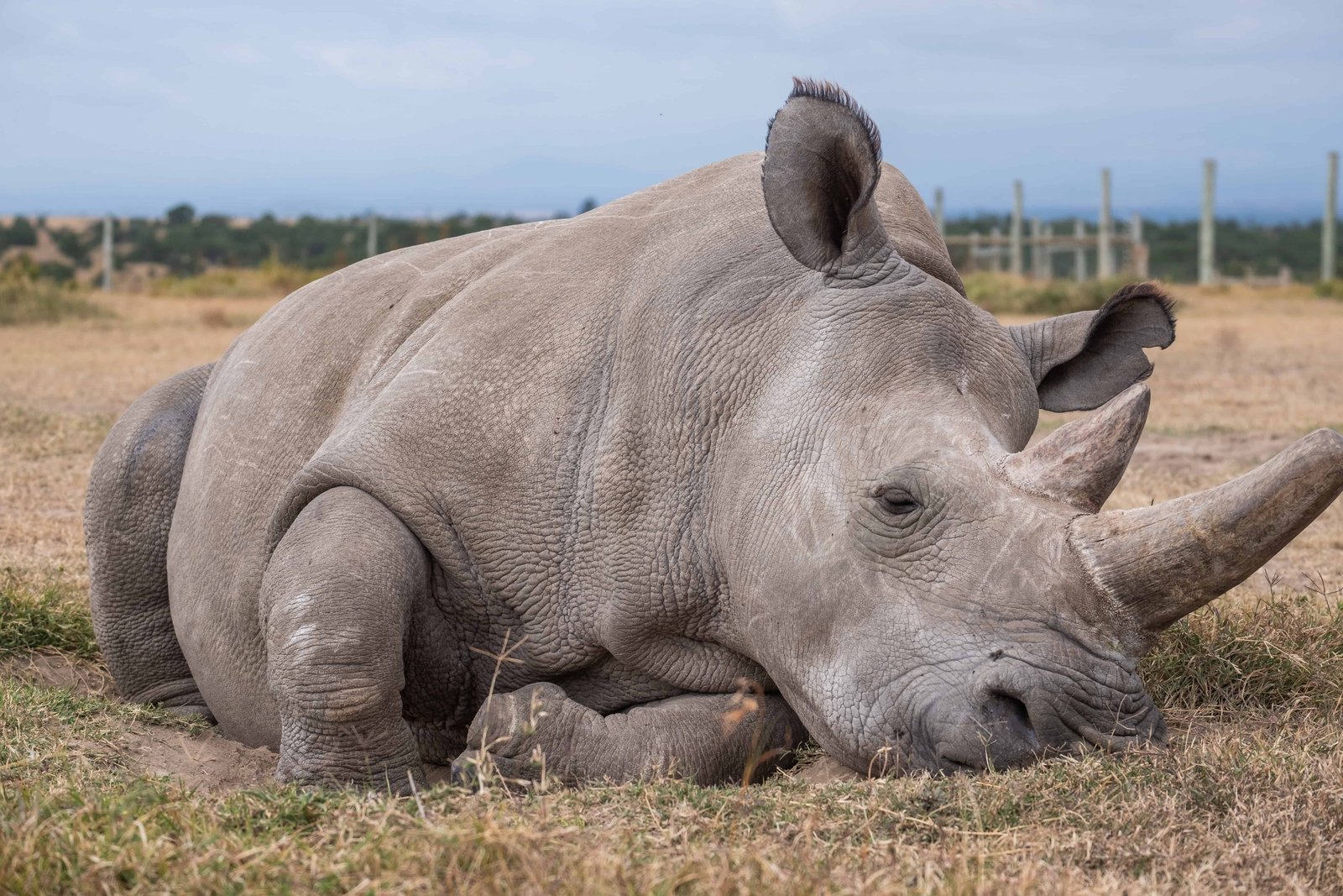 A Guide to Kenya National Park Entry Fees (in 2026) 16 A closeup shot of a magnificent Northern white rhino captured in Ol Pejeta, Kenya