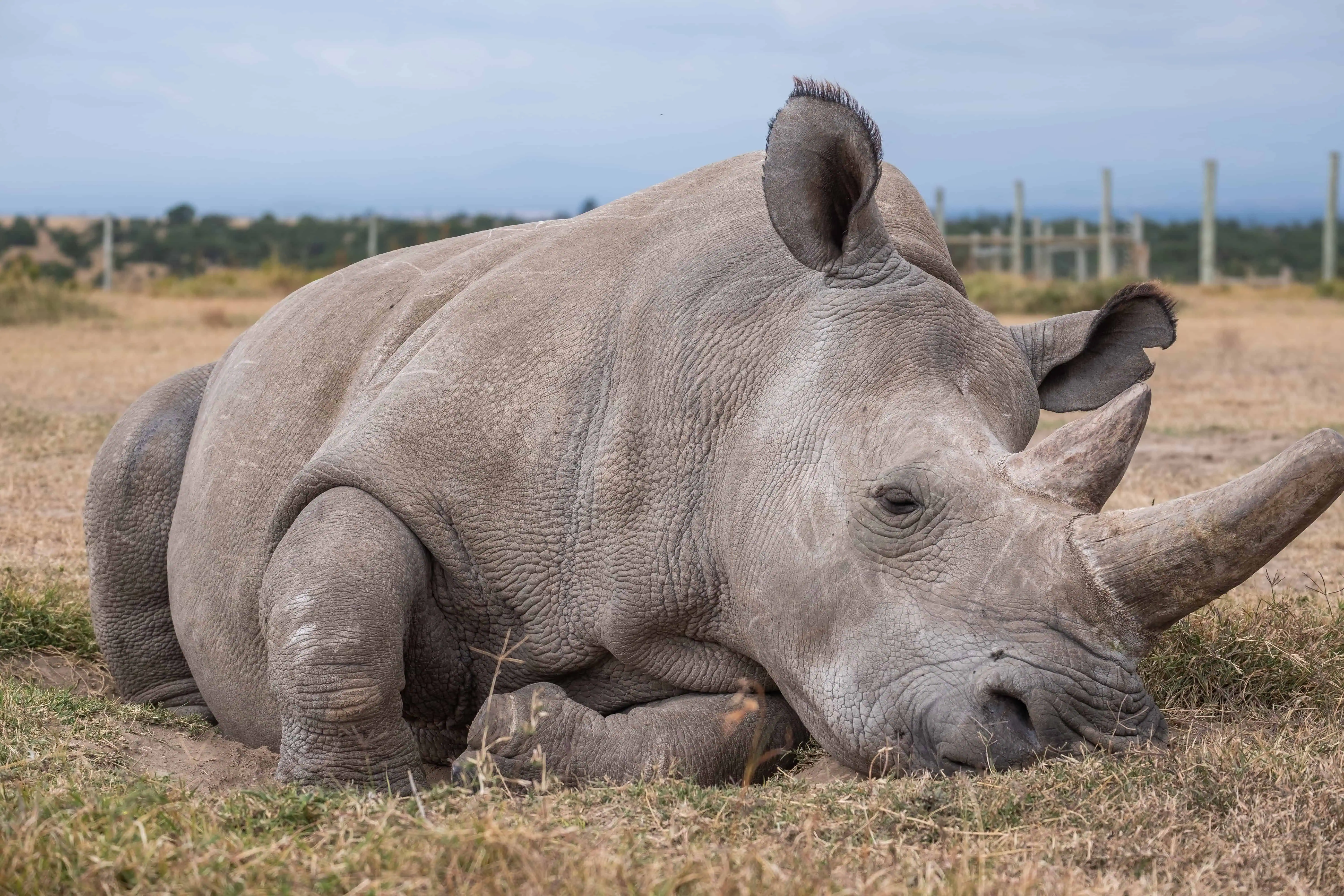 A closeup shot of a magnificent Northern white rhino captured in Ol Pejeta, Kenya