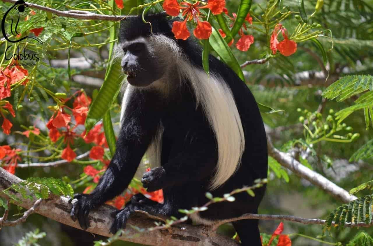 Kenya 10 Day Itinerary: Two Unique Routes for a Kenya Safari 47 Colobus eating flowers in a forest