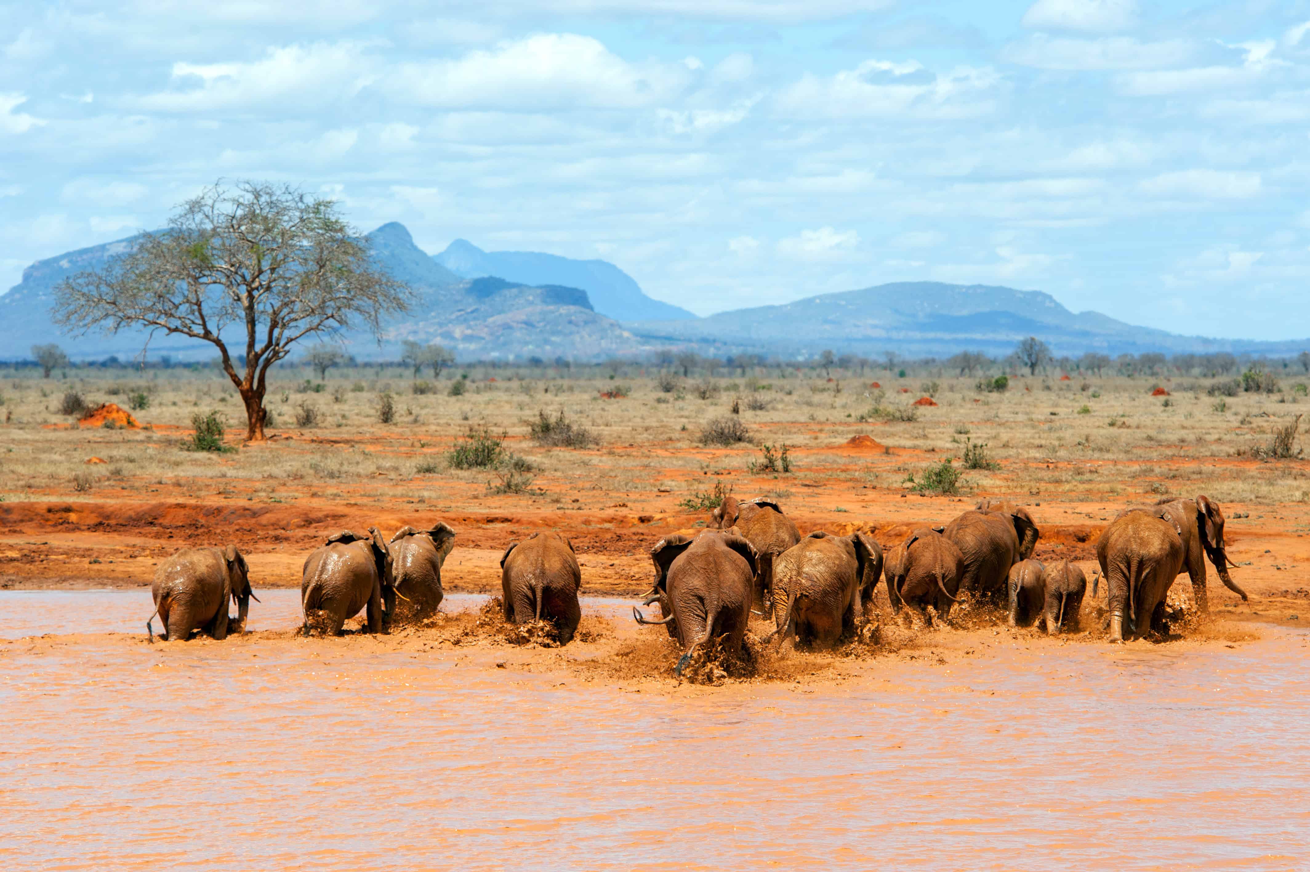 Elephant in water. National park of Kenya, Africa