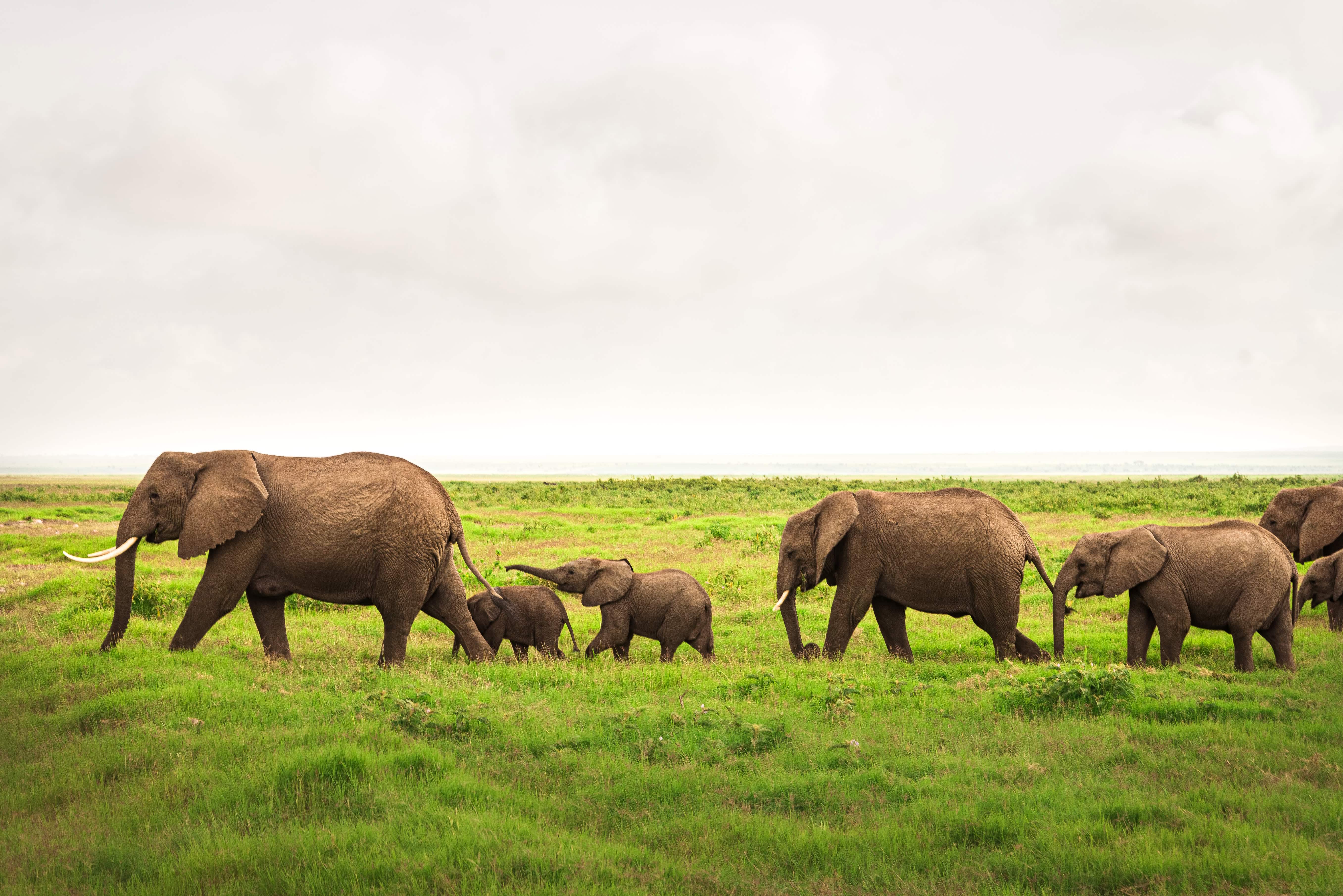 Do You Need a Visa for Kenya? A 2026 Guide for Travelers 6 One of the famous elephant herds in Amboseli Kenya during your 5 day Kenya safaris
