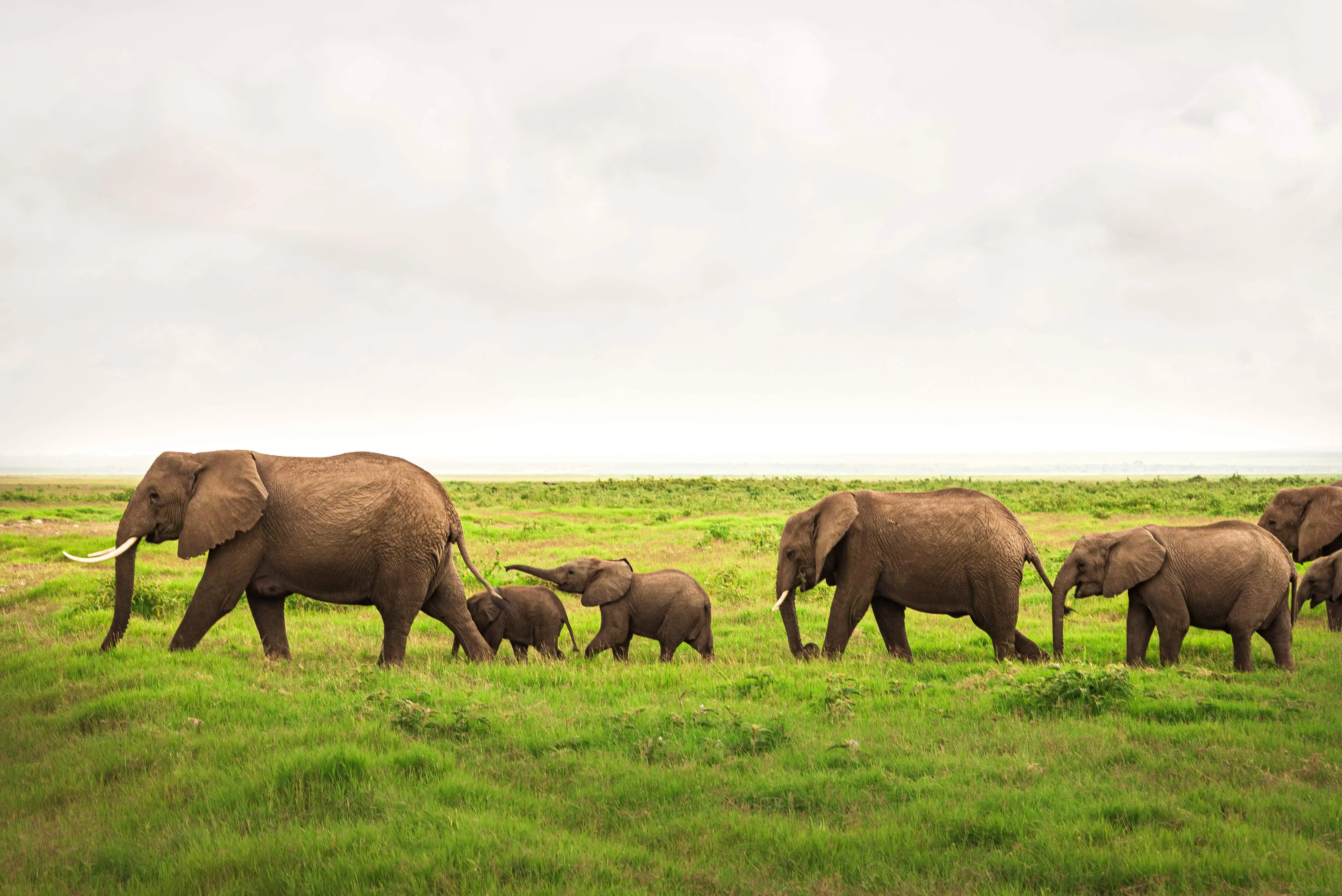 One of the famous elephant herds in Amboseli Kenya during your 5 day Kenya safaris