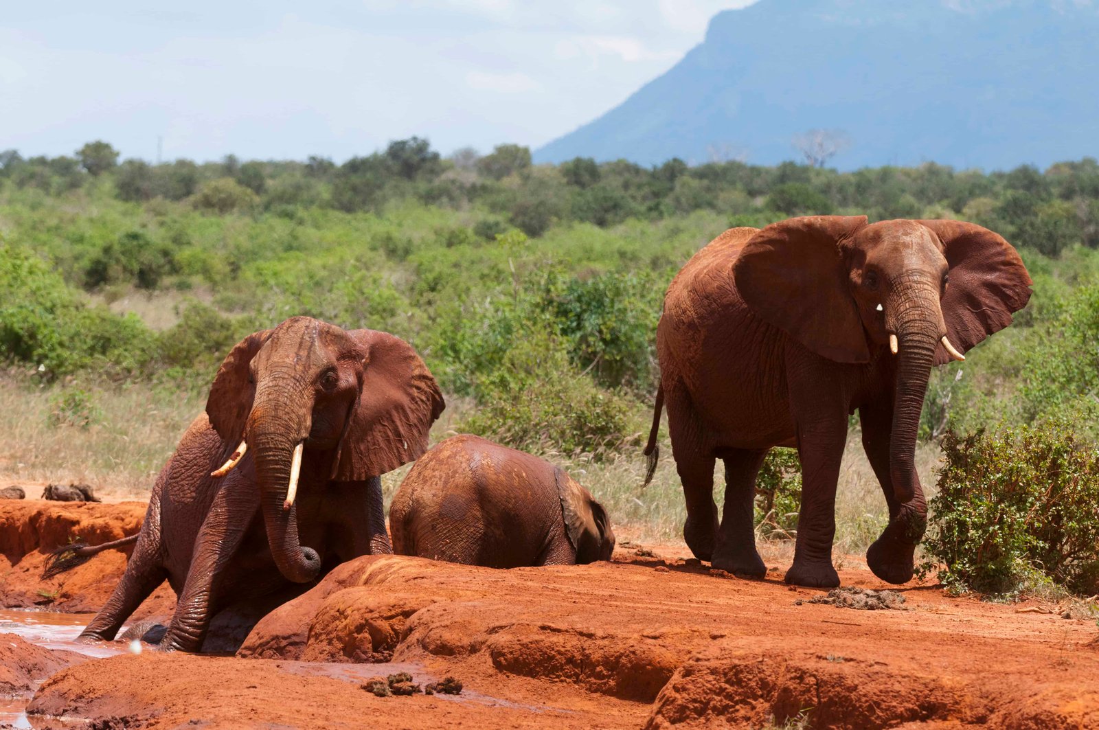 A Guide to Kenya National Park Entry Fees (in 2026) 13 Elephants helping calf trapped in mud, Tsavo East National Park, Kenya