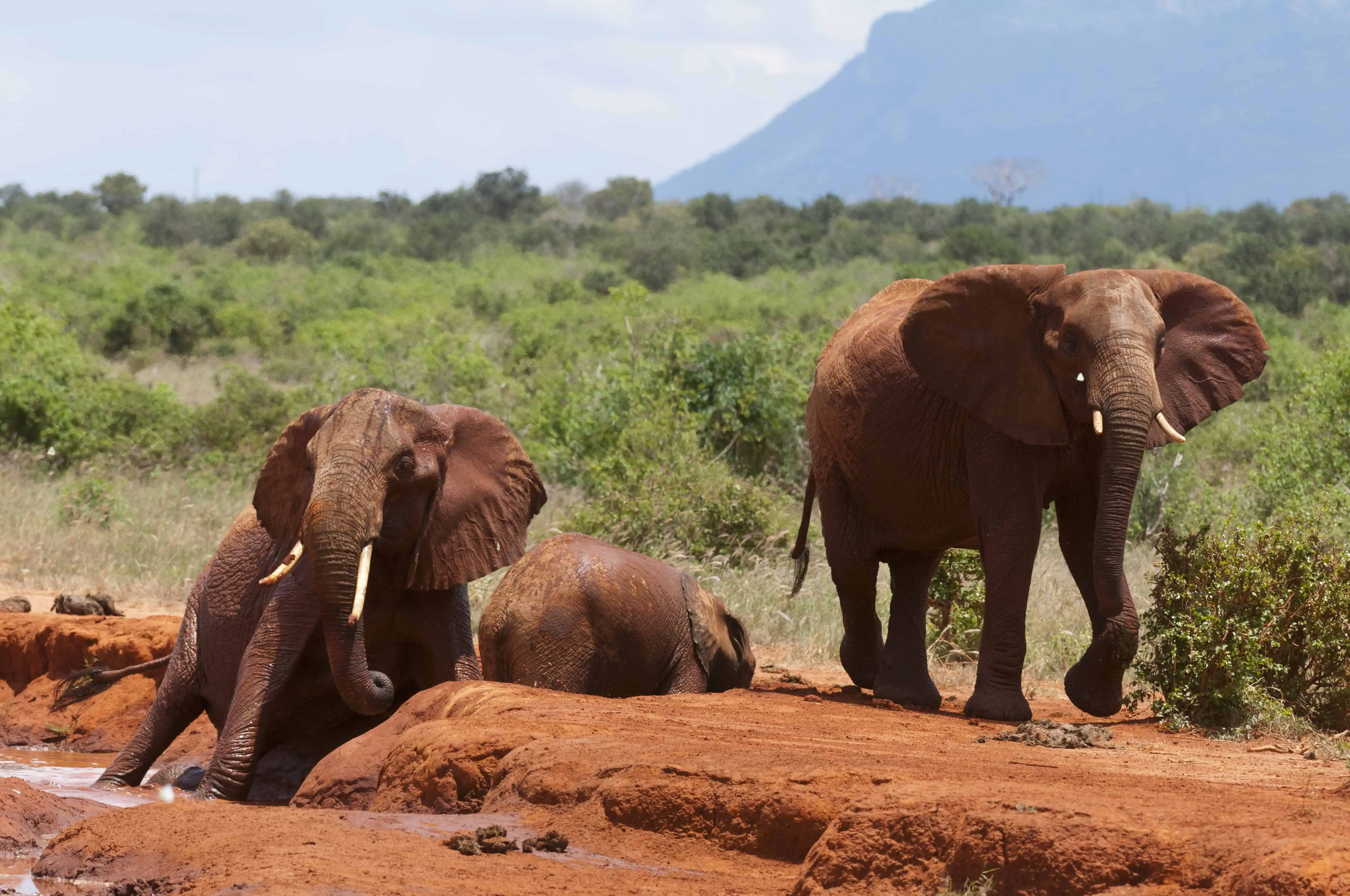 Elephants helping calf trapped in mud, Tsavo East National Park, Kenya