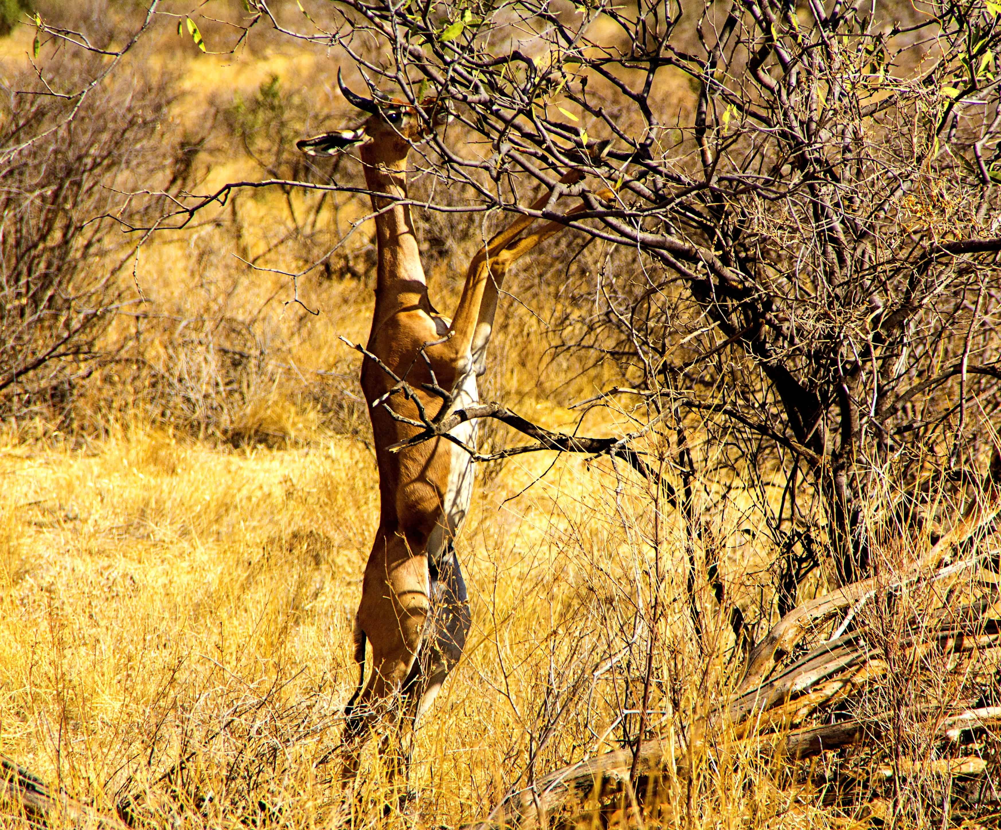generuk gazelle eating in a tree