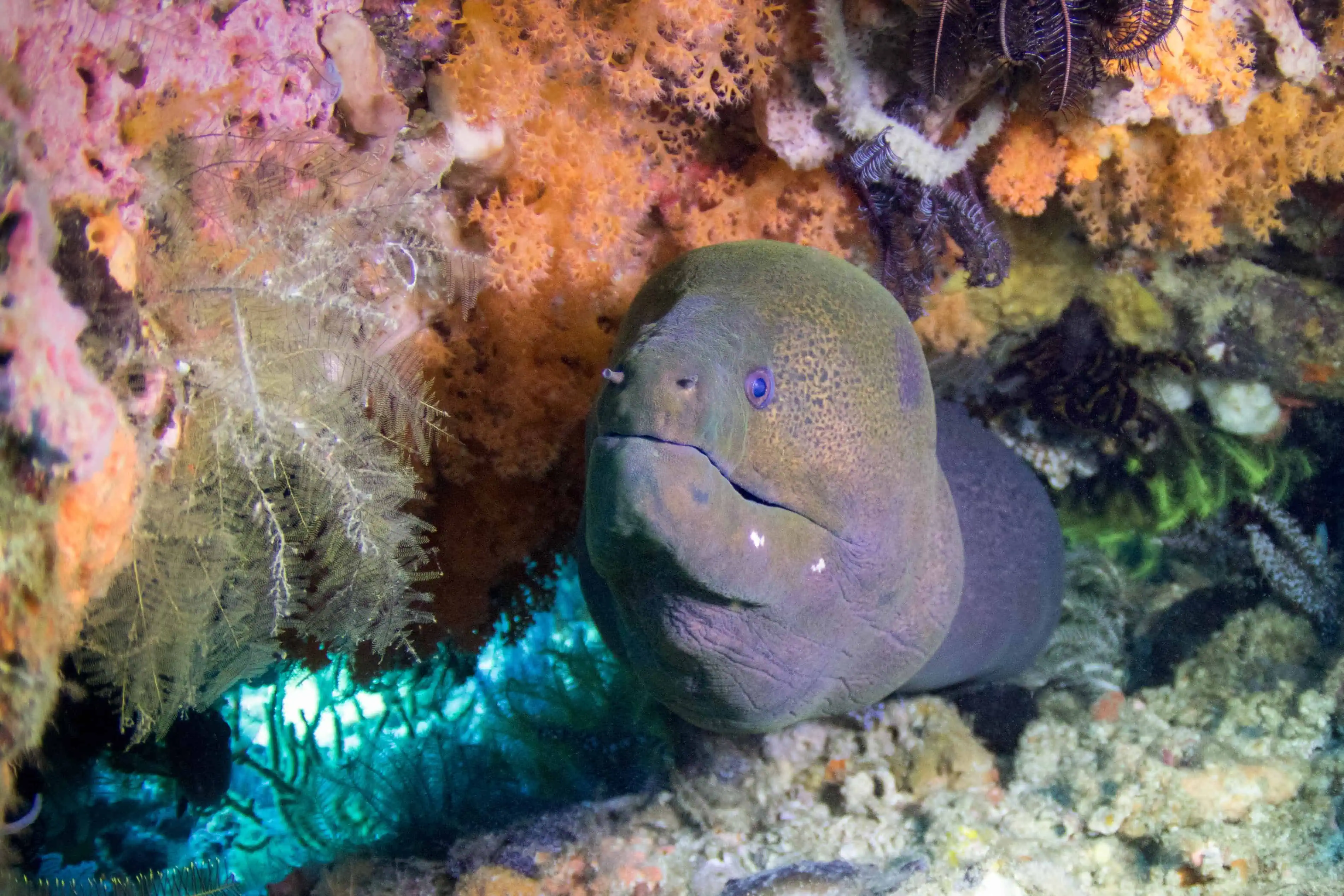Giant moray eel in Diani.