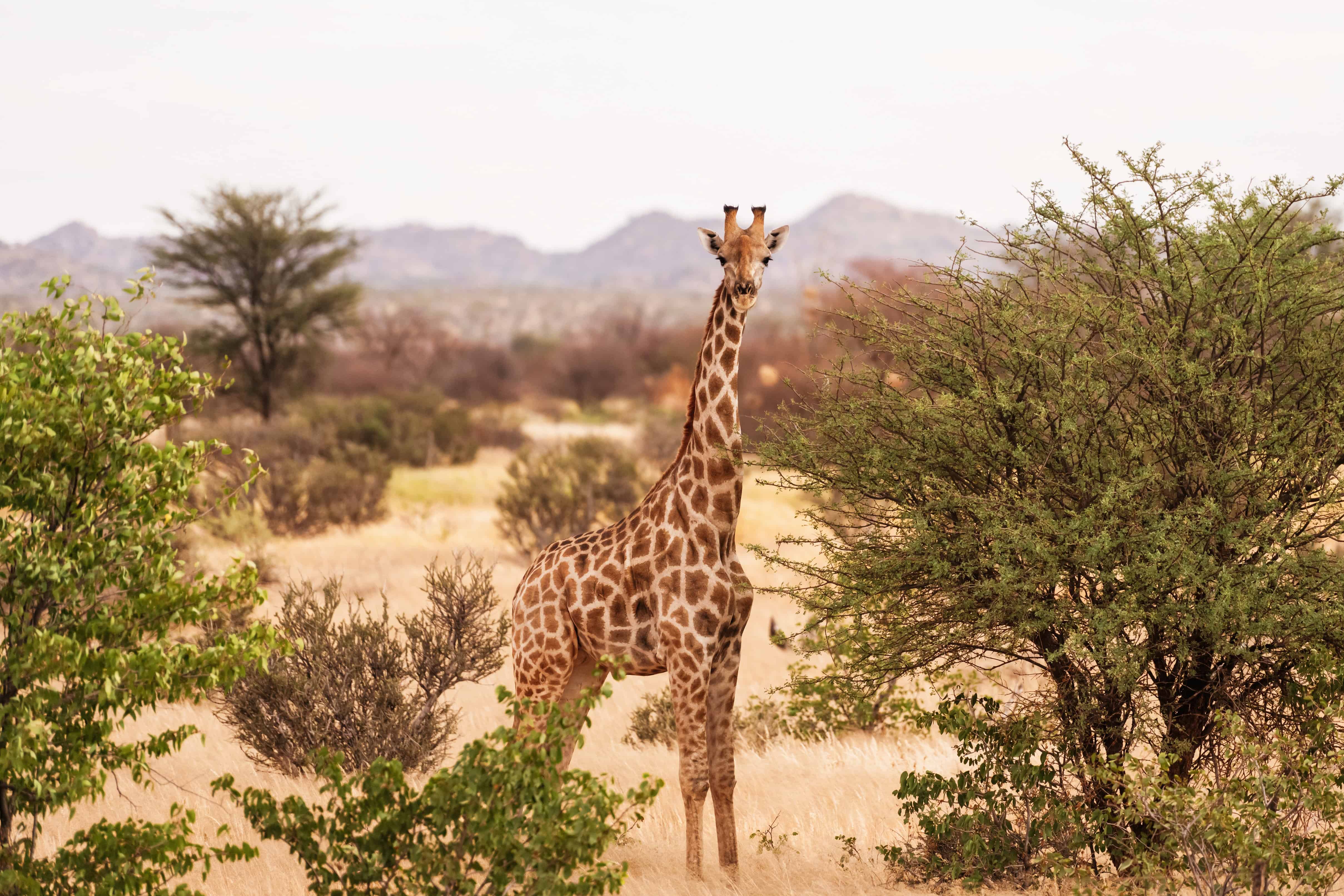 Do You Need a Visa for Kenya? A 2026 Guide for Travelers 11 Giraffe is outdoors in the wildlife in the Africa.