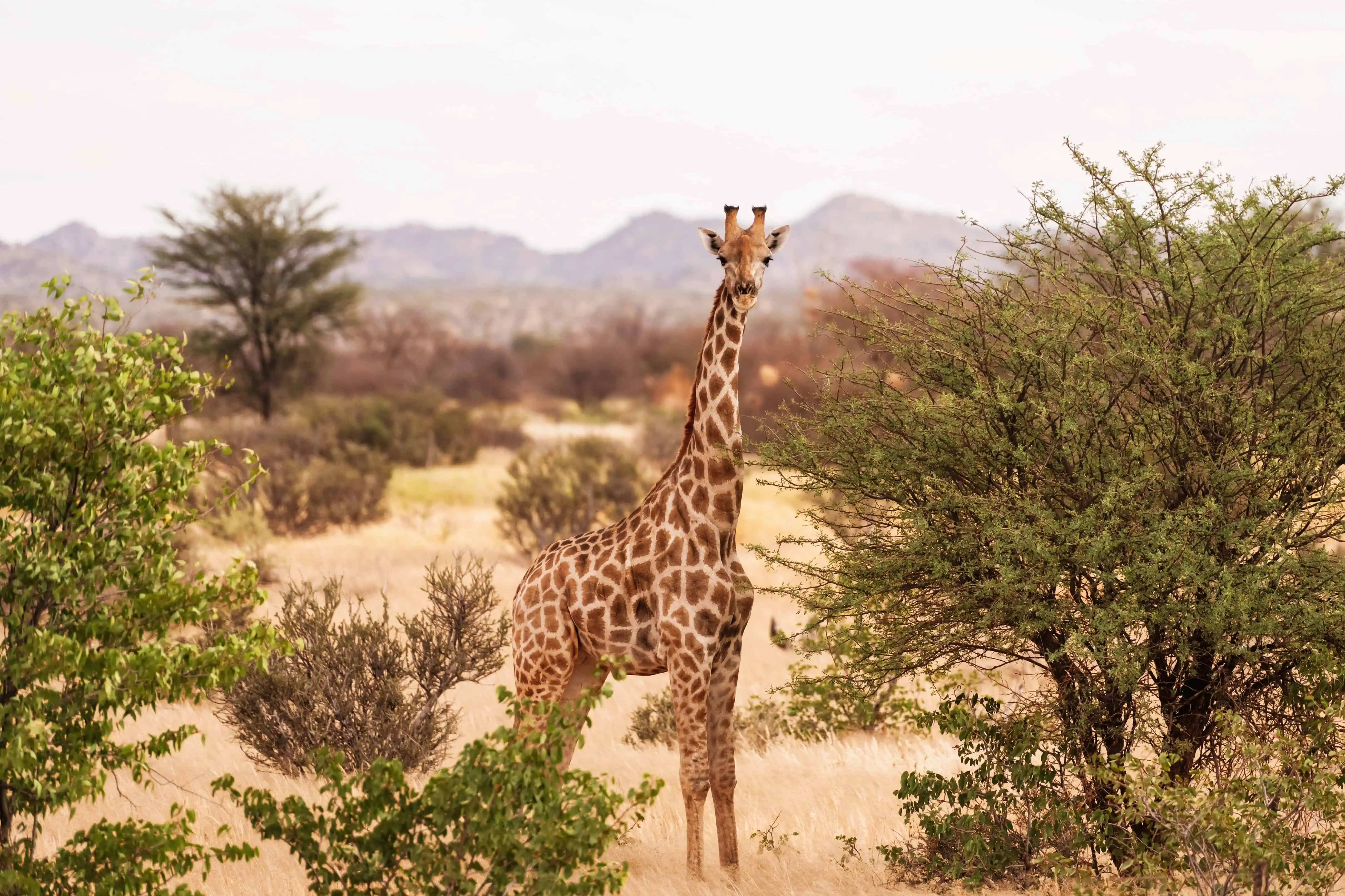 Giraffe is outdoors in the wildlife in the Africa.