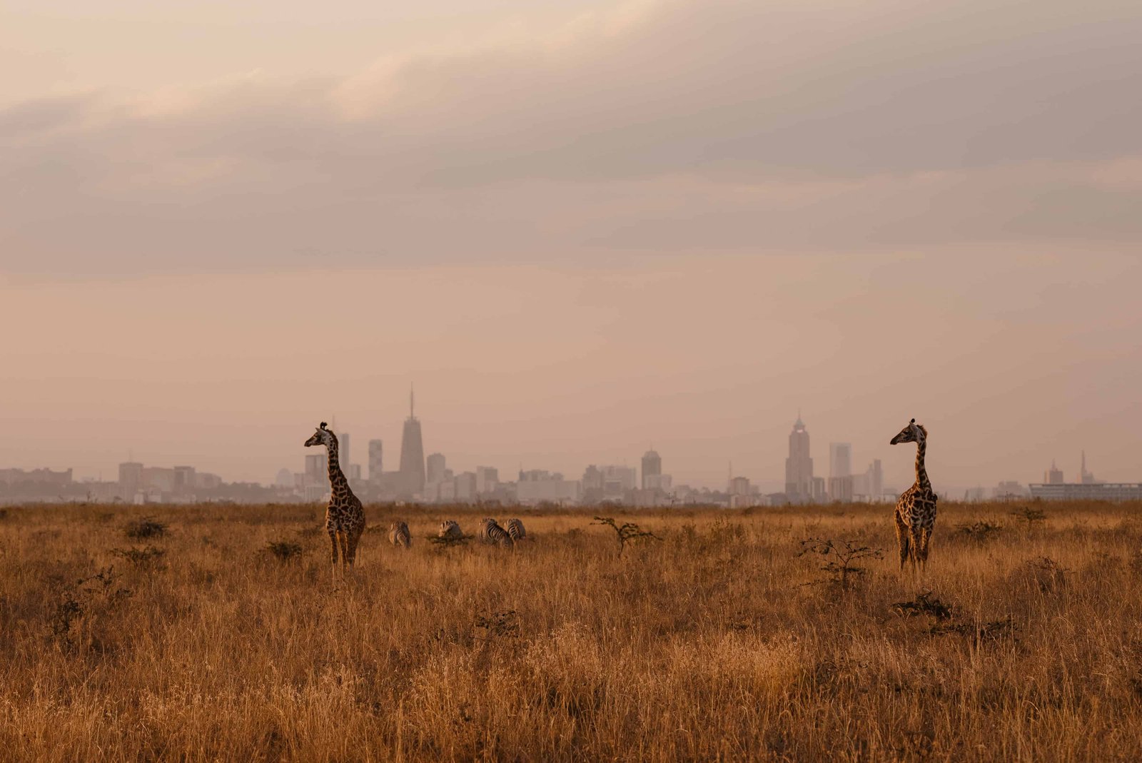A Guide to Kenya National Park Entry Fees (in 2026) 15 giraffe standing in yellow field against the city Nairobi in the background