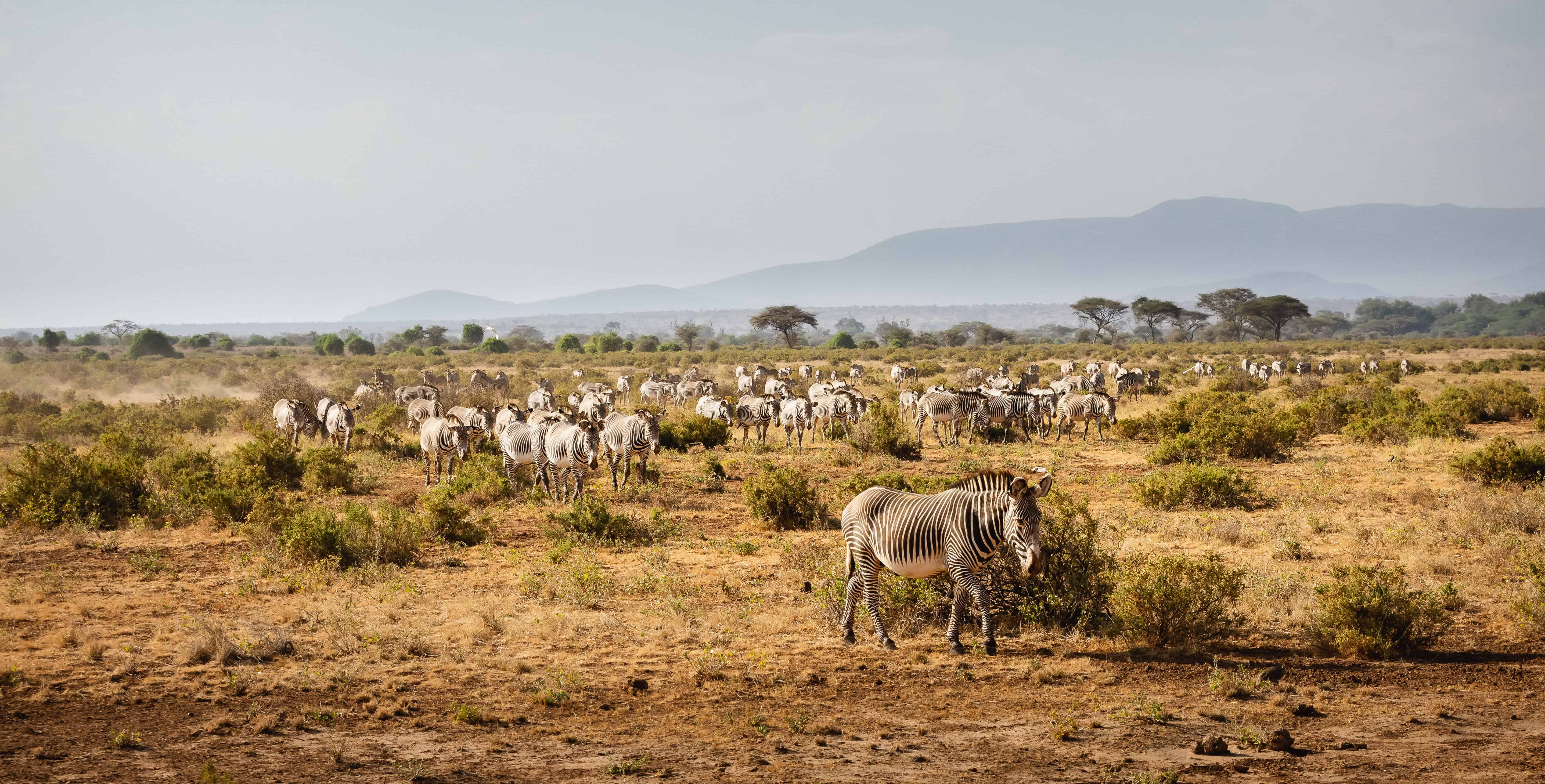 Group of Grevy's zebras in Samburu national reserve, North Kenya