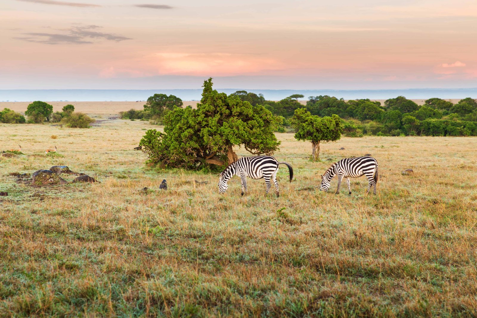 Kenya 10 Day Itinerary: Two Unique Routes for a Kenya Safari 51 herd of zebras grazing in Meru National Park in Kenya