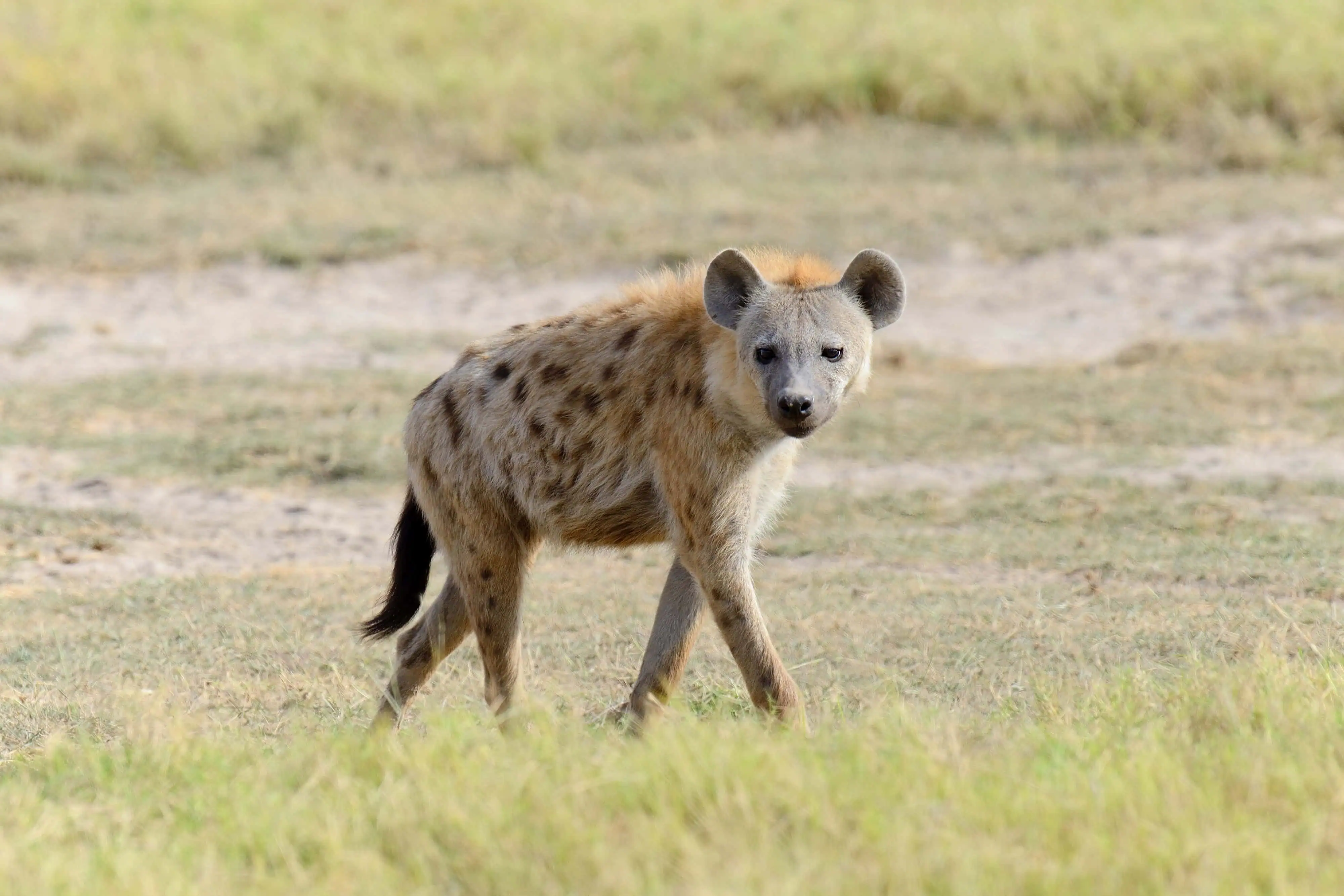 Hyena in Meru National park, Kenya