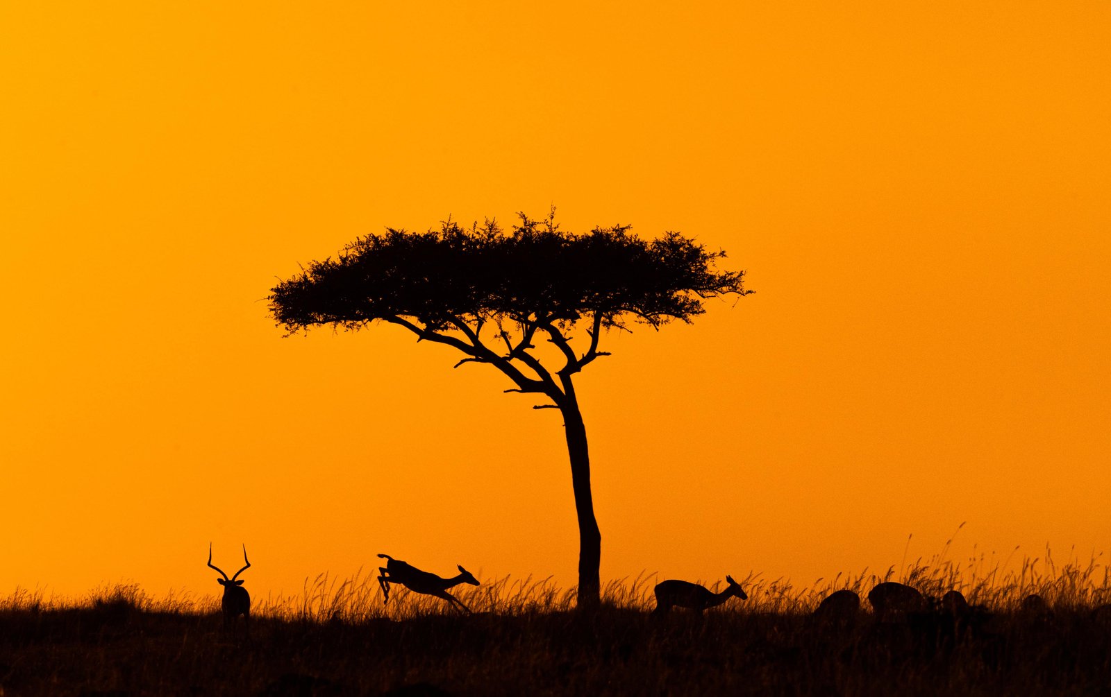 Kenya 10 Day Itinerary: Two Unique Routes for a Kenya Safari 40 Silhouette of impala jumping around acacia tree in Kenya, Africa at golden orange sunset