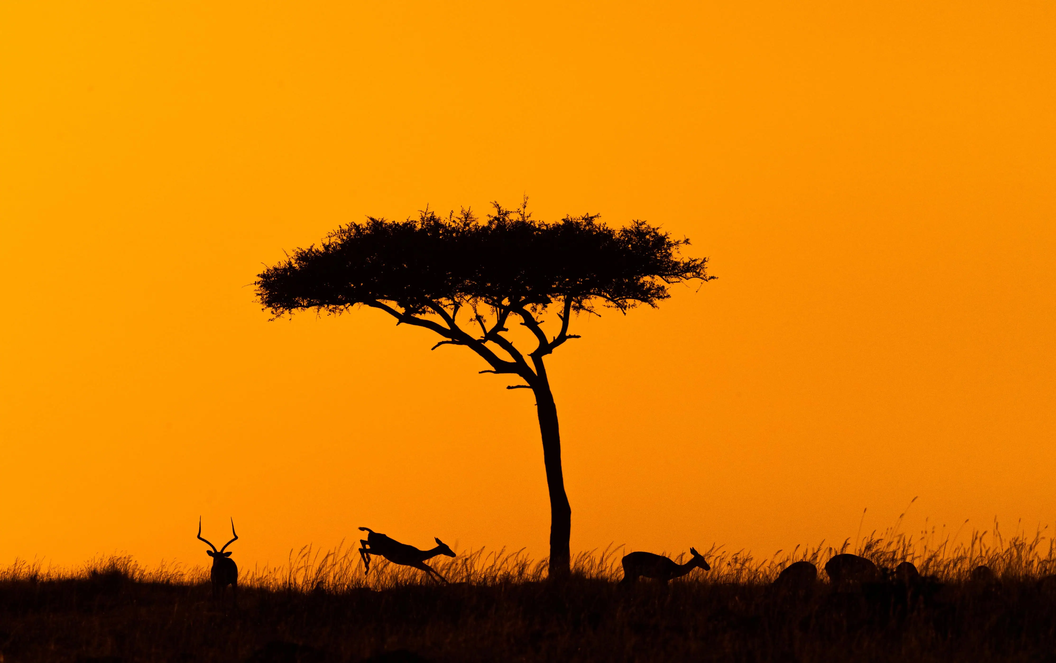 Silhouette of impala jumping around acacia tree in Kenya, Africa at golden orange sunset