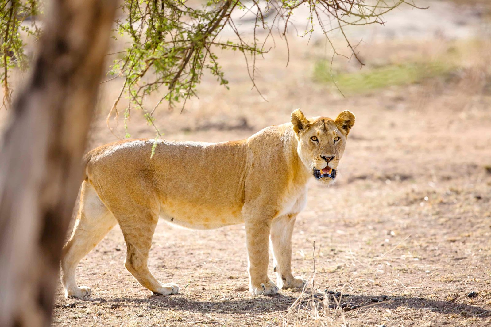 Amboseli National Park travel guide: Everything You Need To Know for 2026! 4 Large lioness walking behind a tree