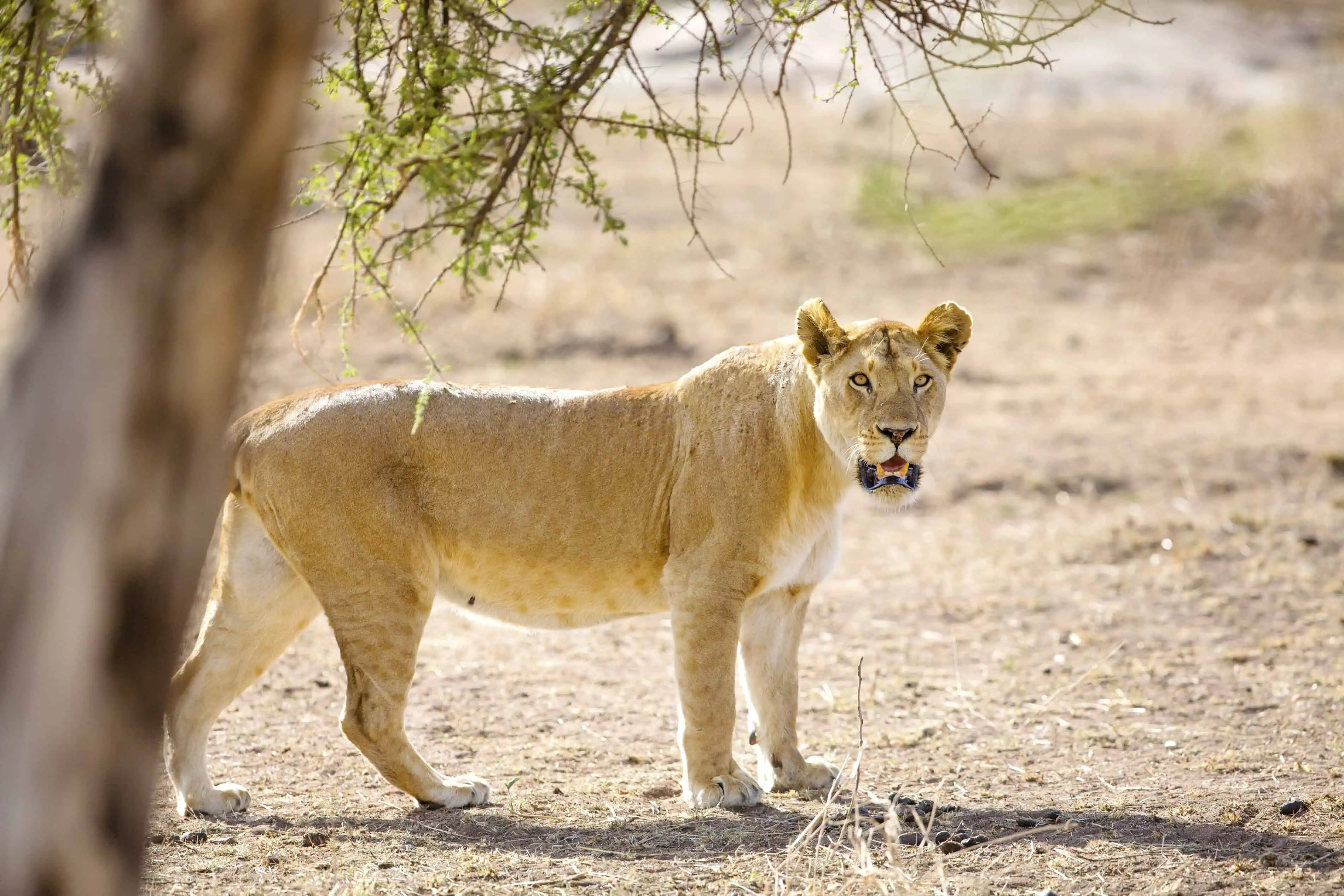 Large lioness walking behind a tree