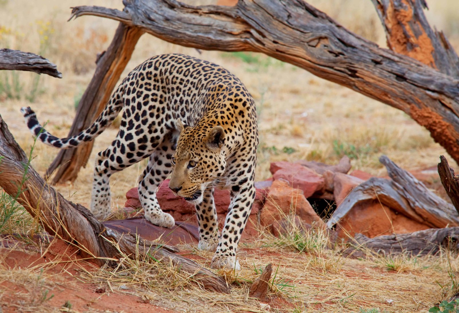 5 Day Kenya Safaris (7 Unique Itineraries for 2026)! 67 Wild Leopard in african bush