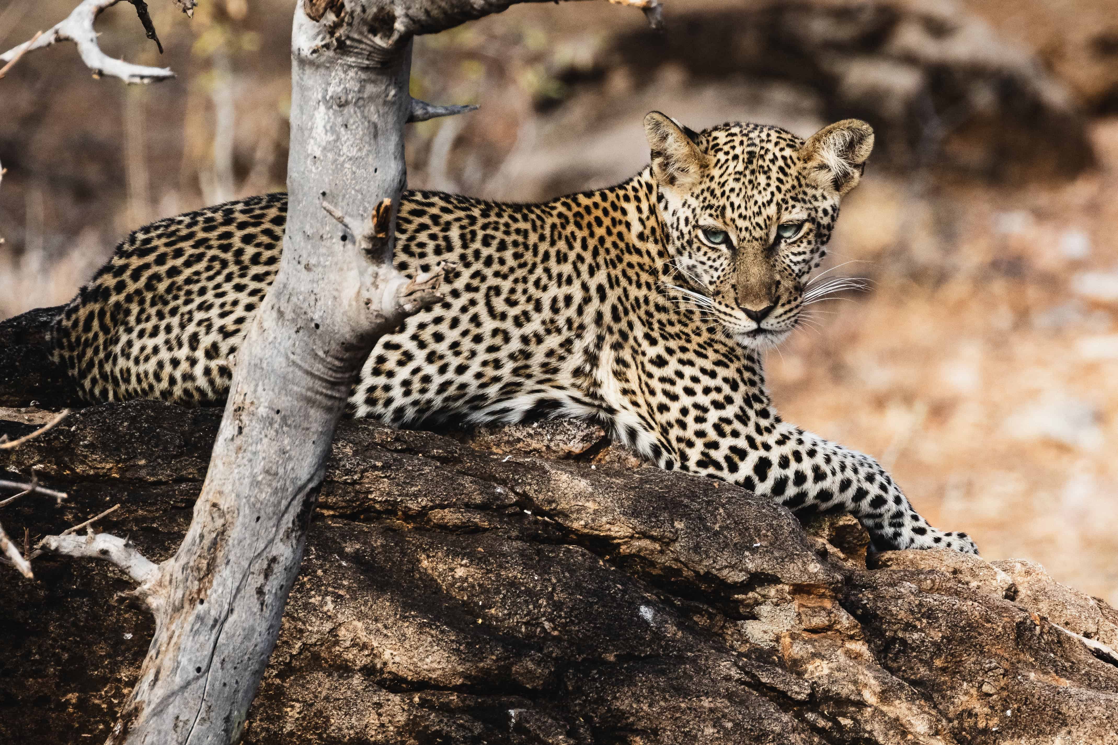 Leopard resting on a rock in Samburu National Reserve, Kenya