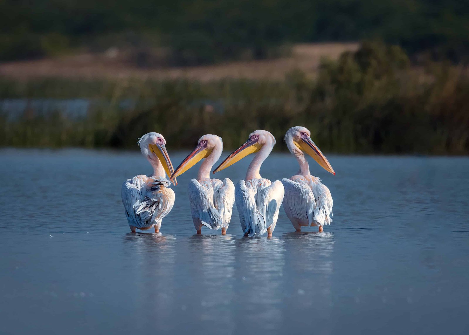 Kenya 10 Day Itinerary: Two Unique Routes for a Kenya Safari 78 Pelicans in group.
