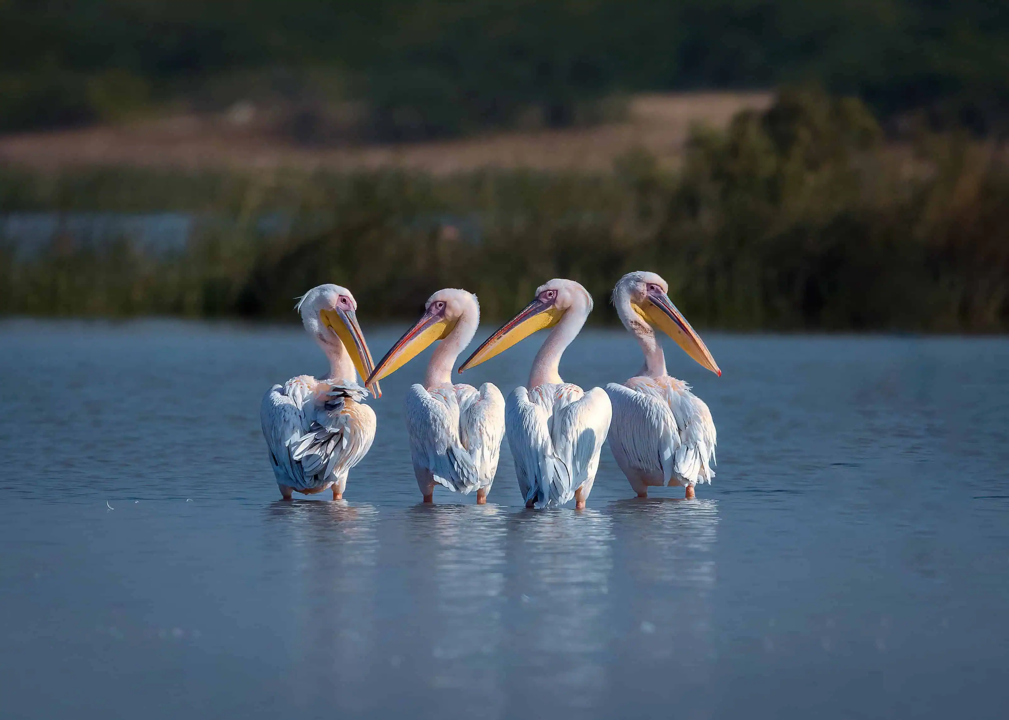 Pelicans in group.