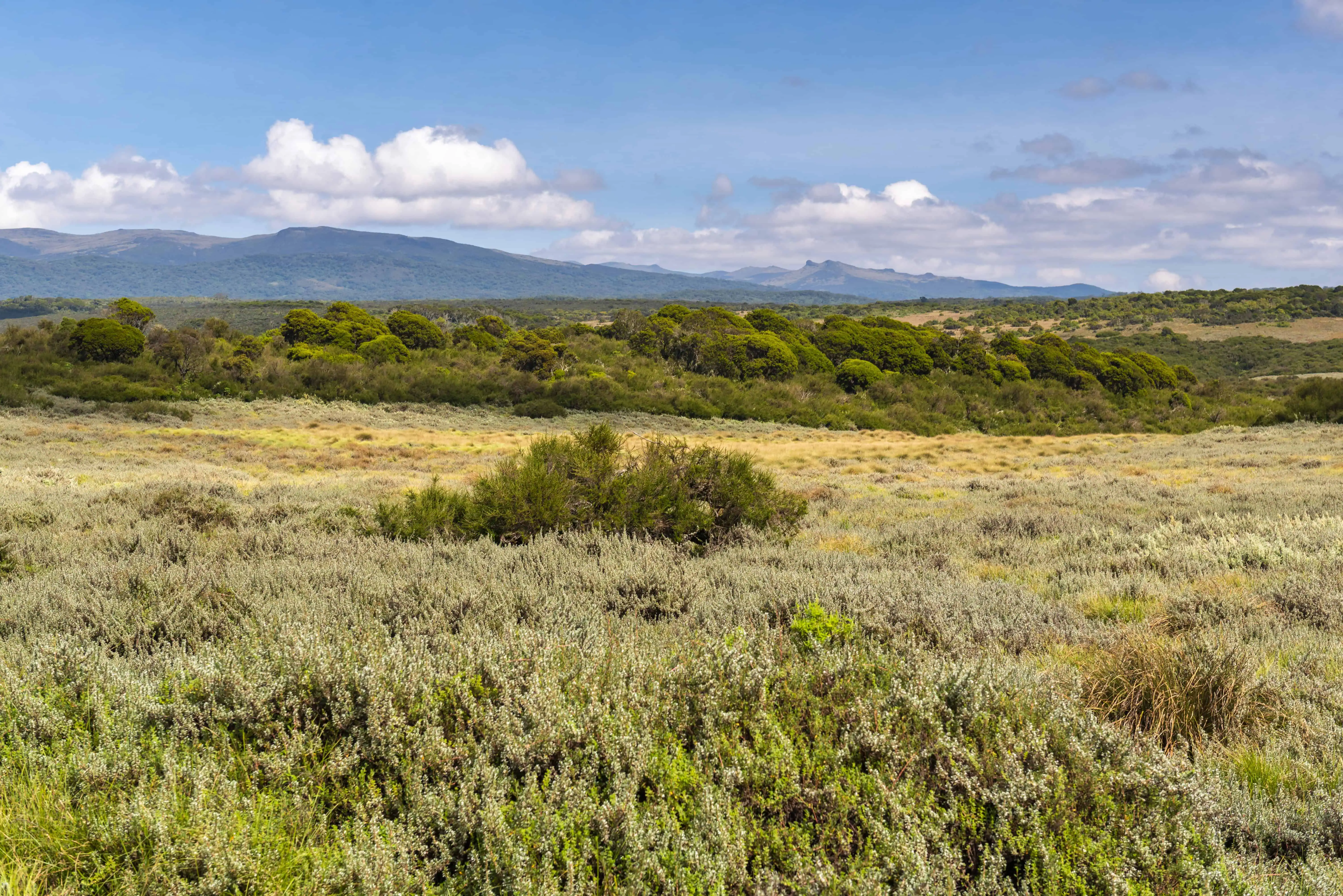 Moorland in Aberdare National Park, Kenya