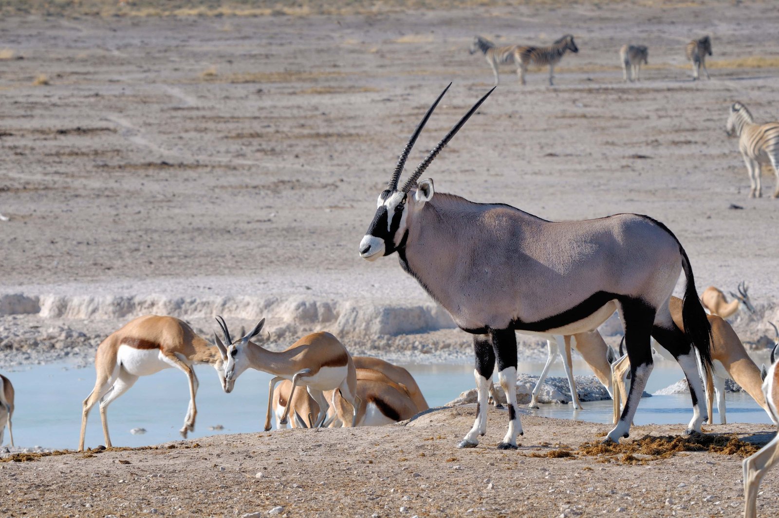 Kenya 10 Day Itinerary: Two Unique Routes for a Kenya Safari 38 Two Sprinbok fighting and Orix (Gemsbok), Nebrownii waterhole, Etosha National Park, Namibia